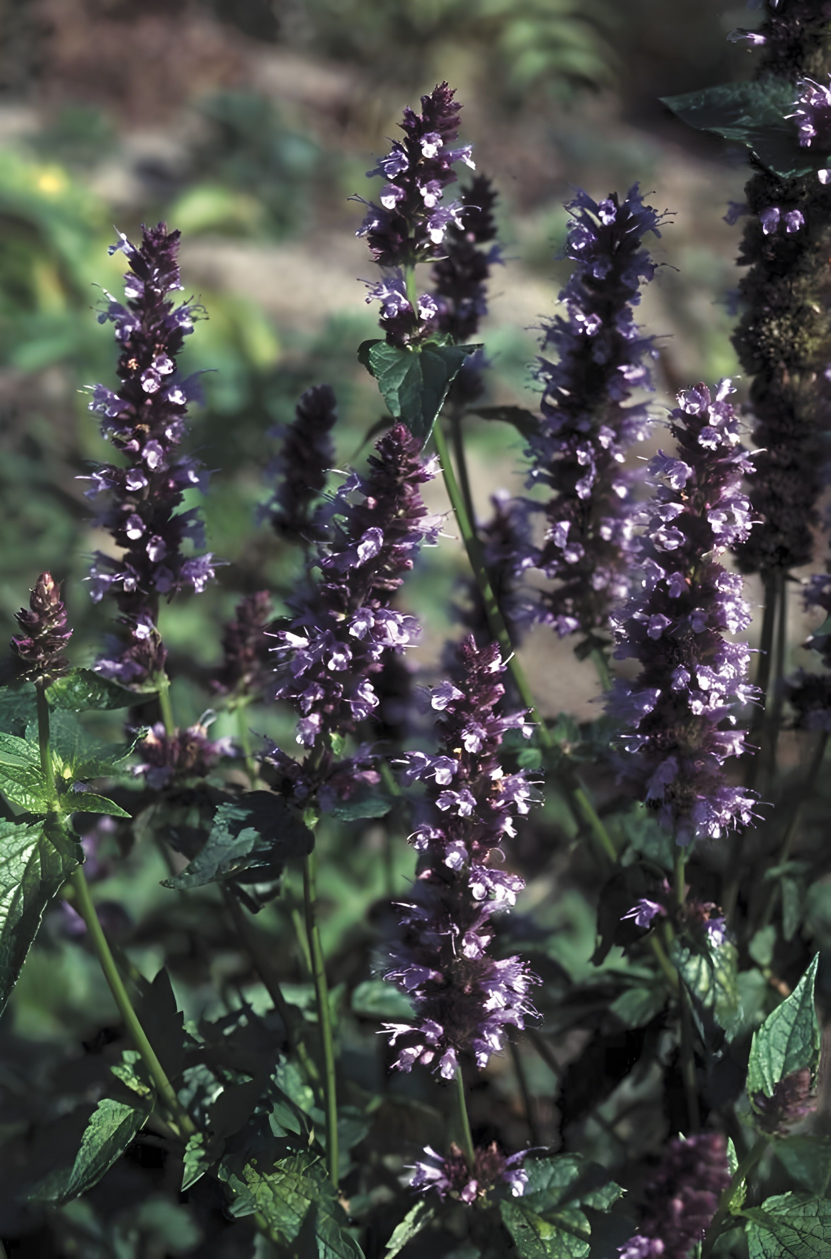 Agastache Black Adder