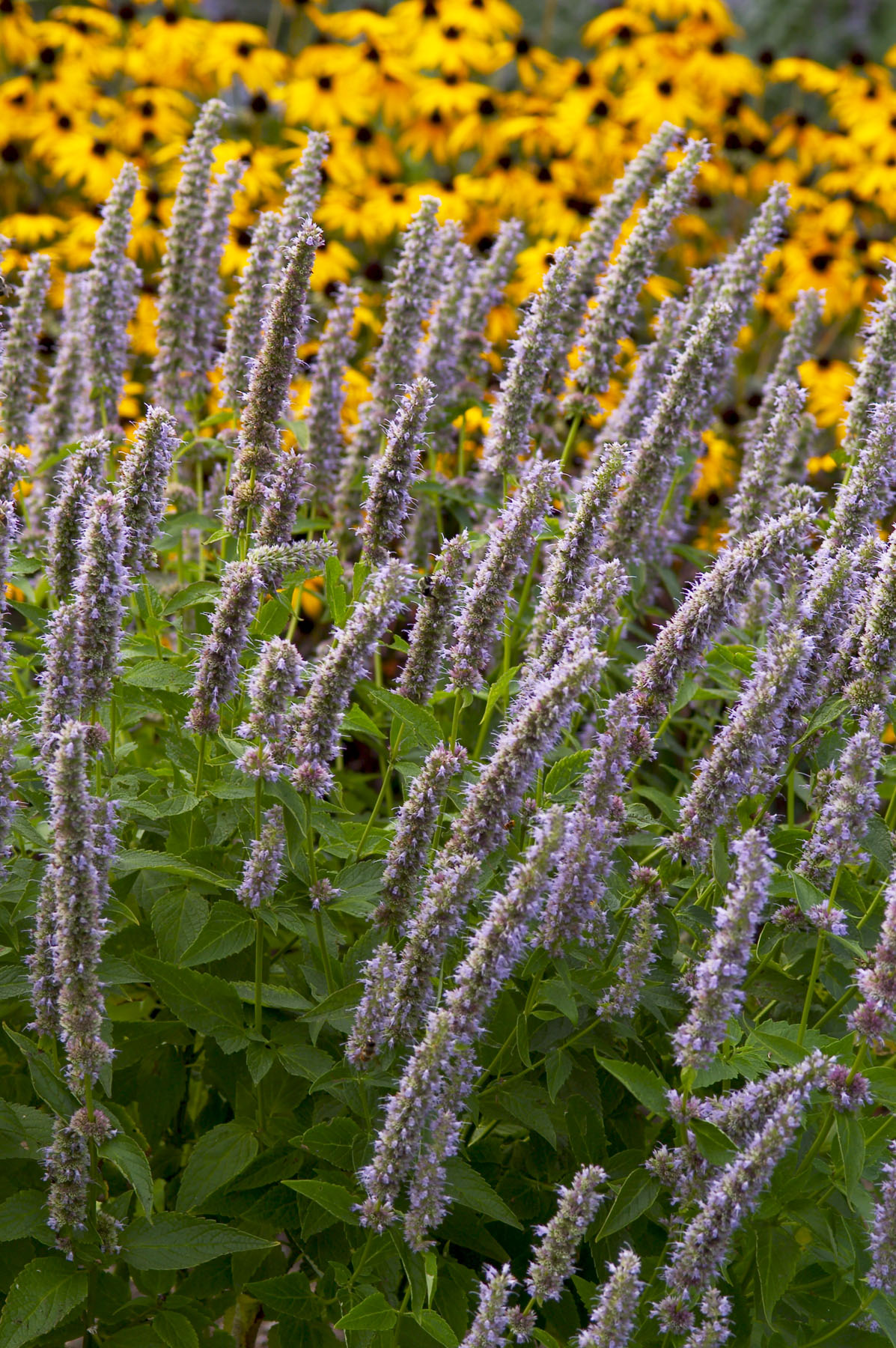 Agastache Blue Fortune