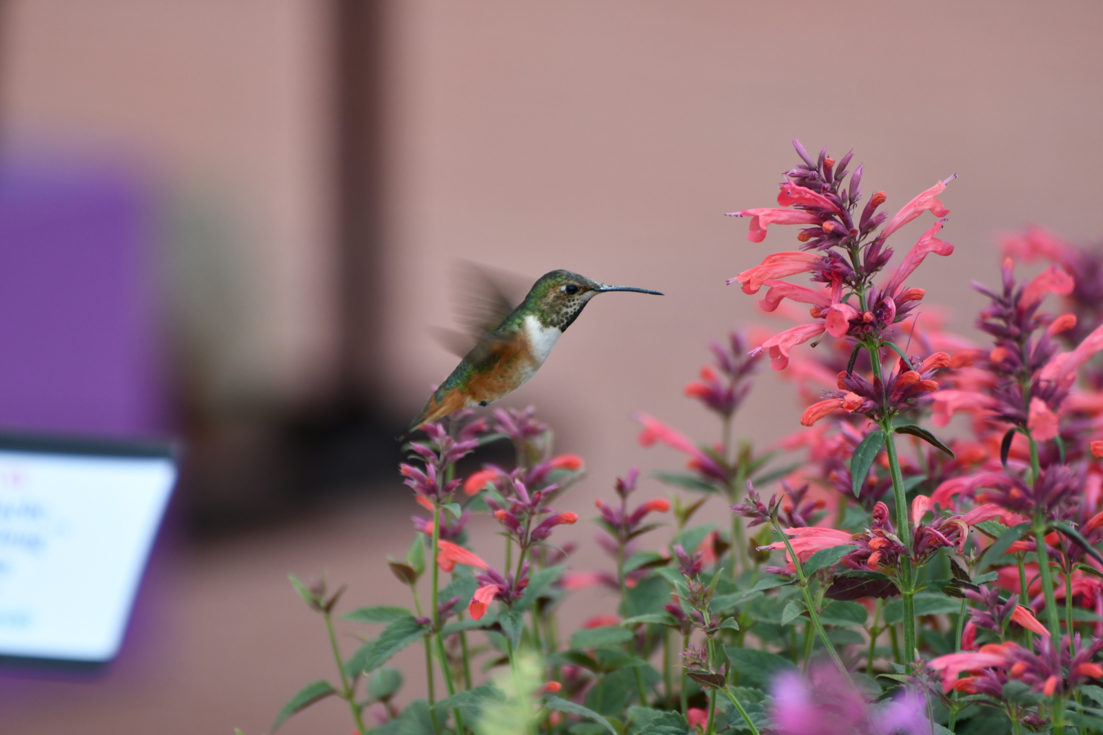 Agastache Summerlong Coral