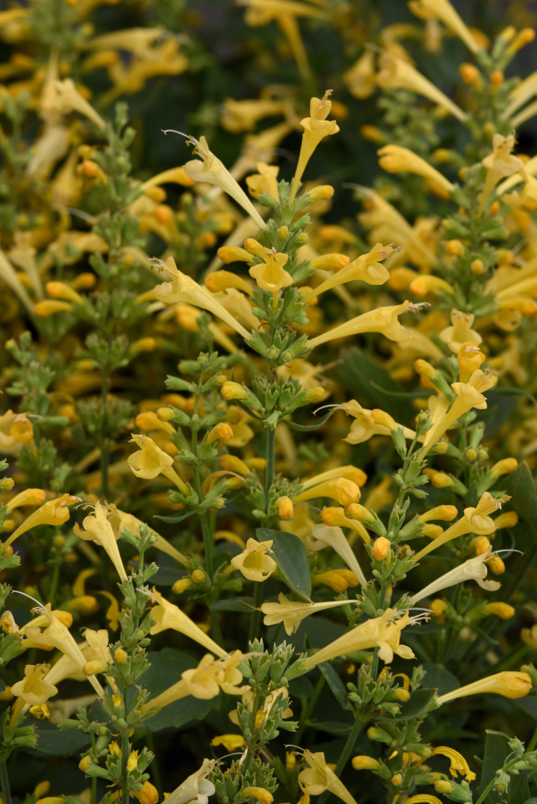 Agastache Summerlong Lemon