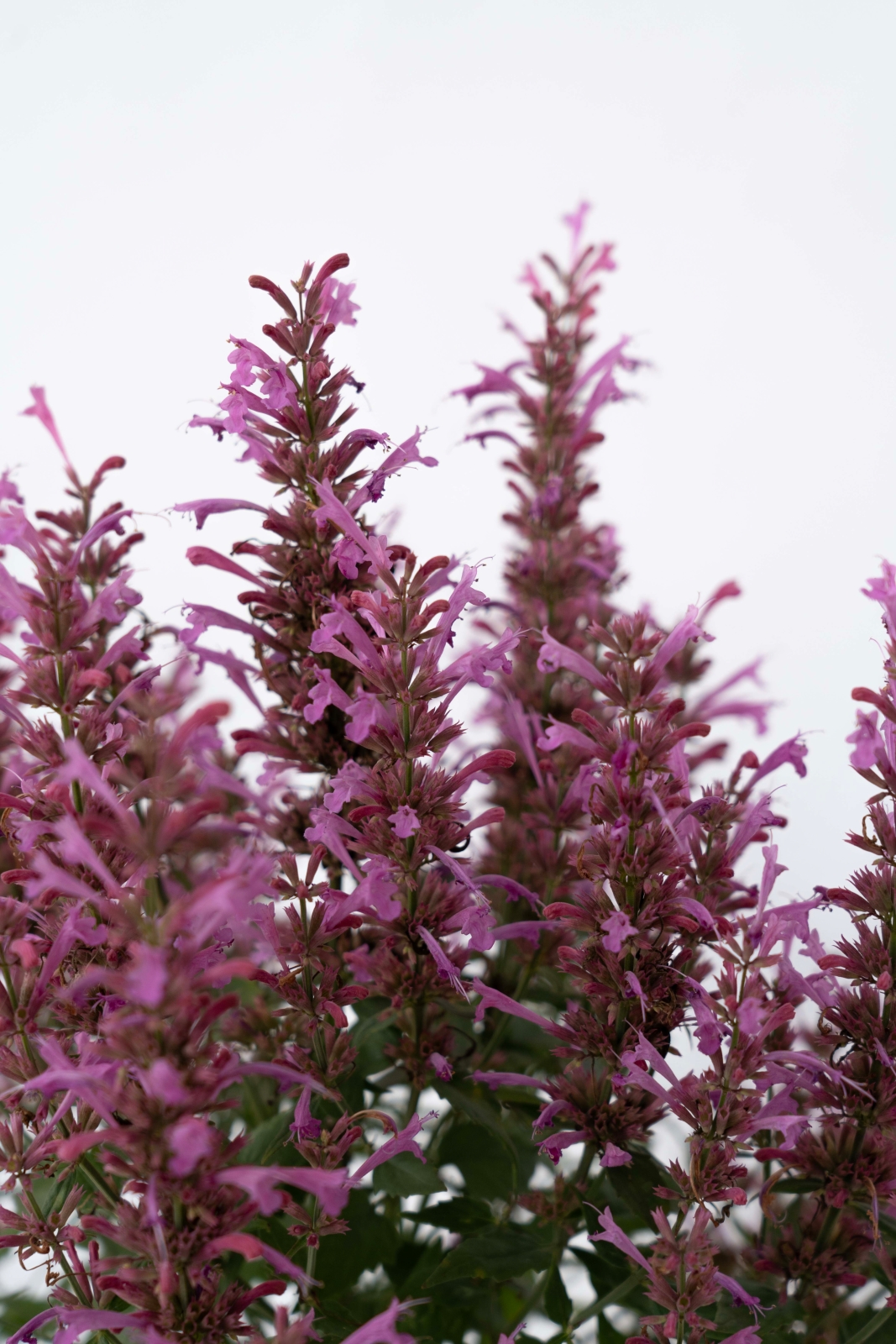 Agastache Summerlong Lilac