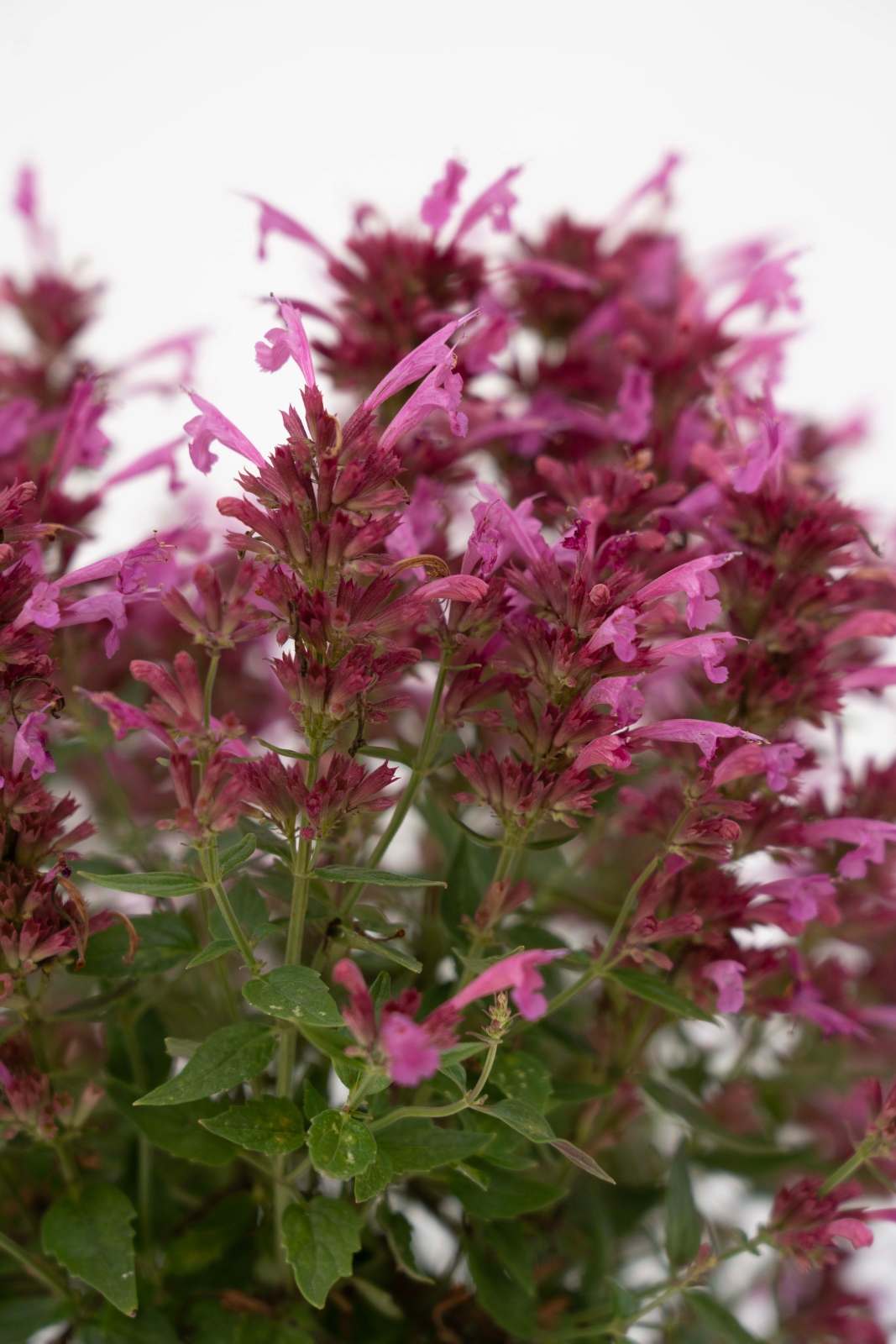 Agastache Summerlong Magenta