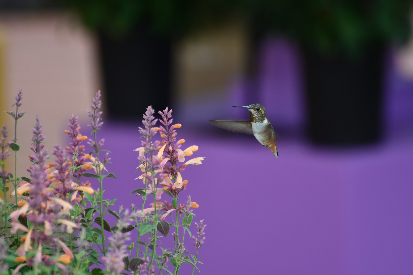 Agastache Summerlong Peach