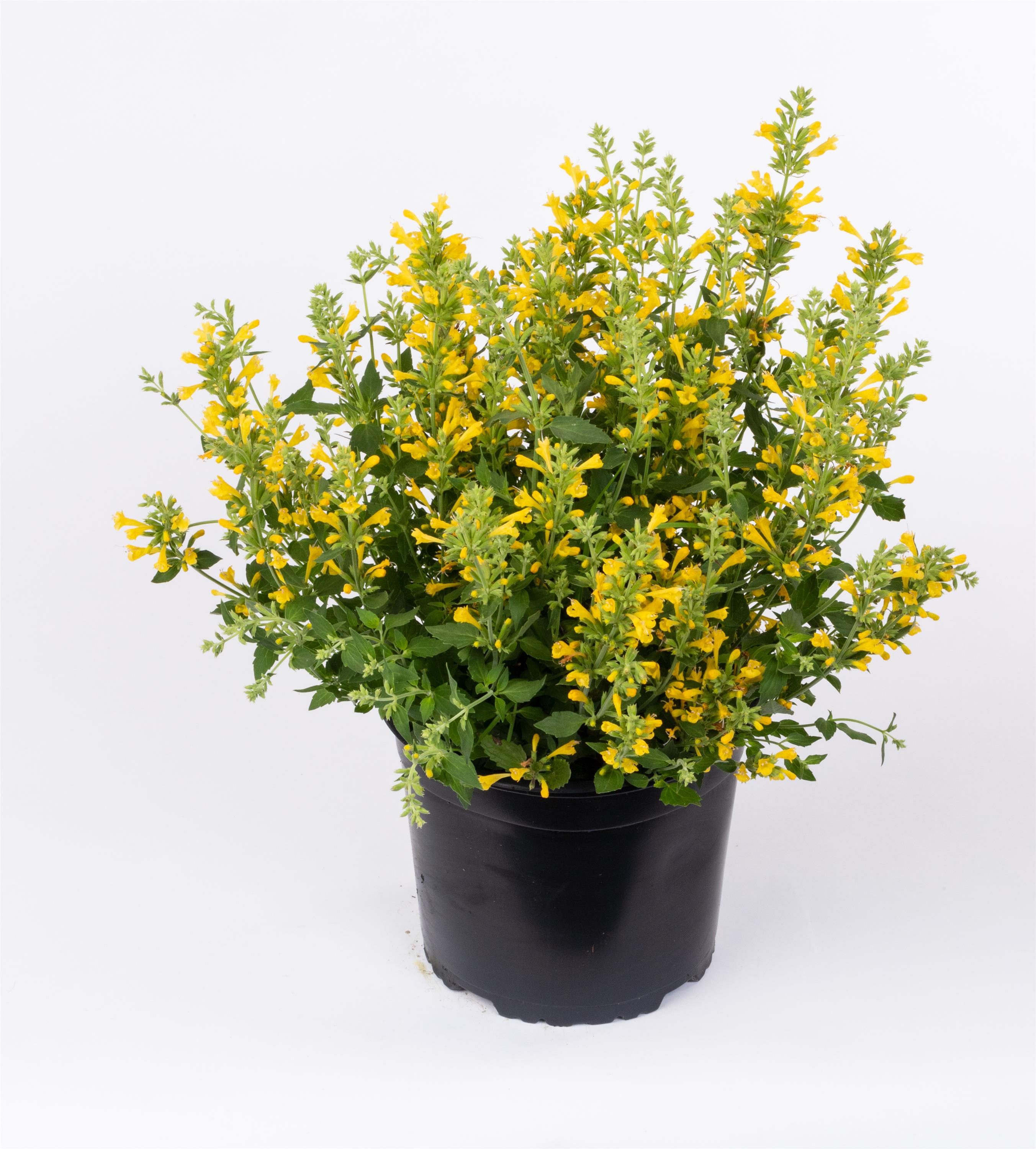 Agastache Better Buzz Amarillo