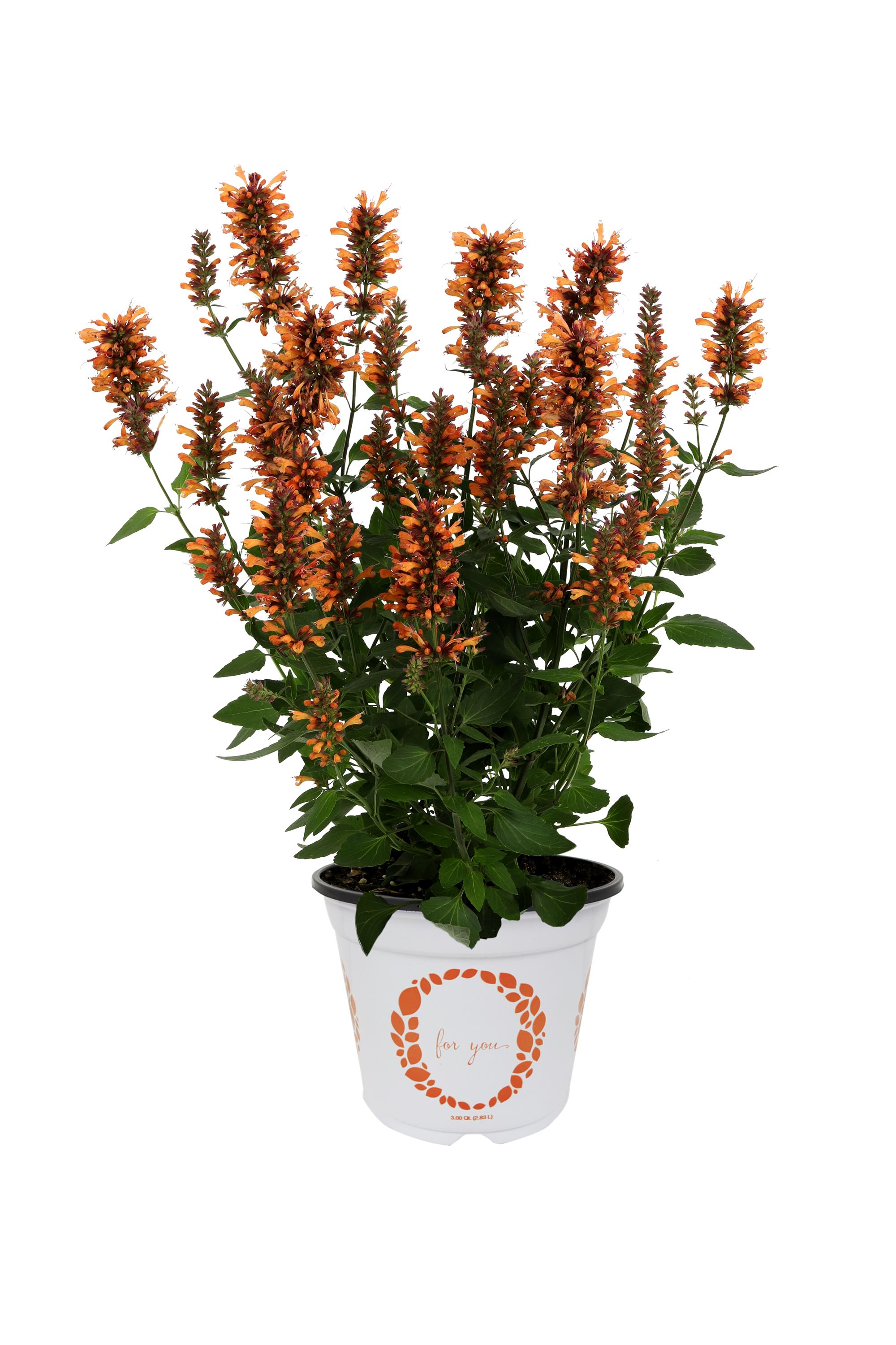 Agastache Honey Sticks Ember