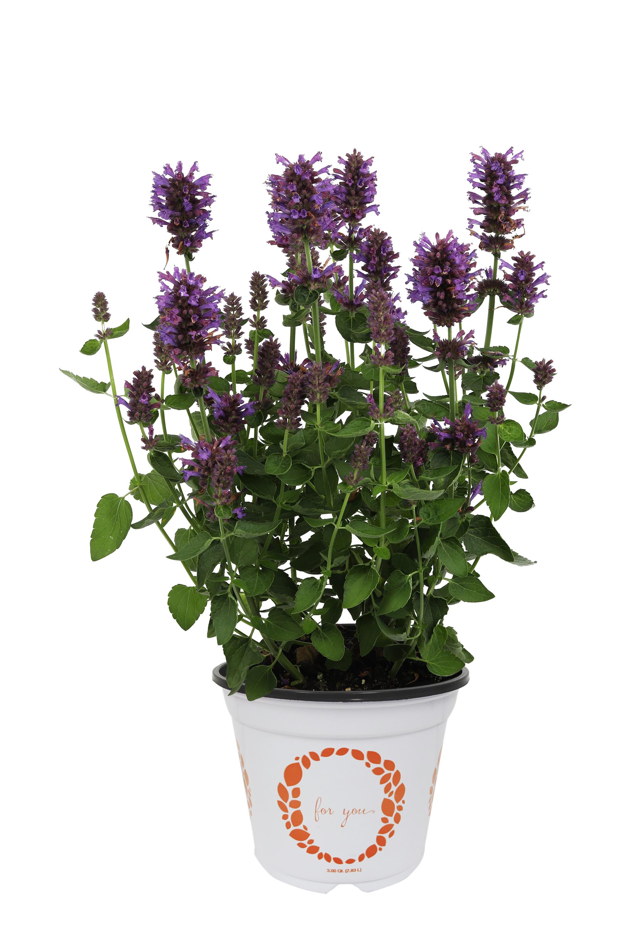 Agastache Honey Sticks Purple