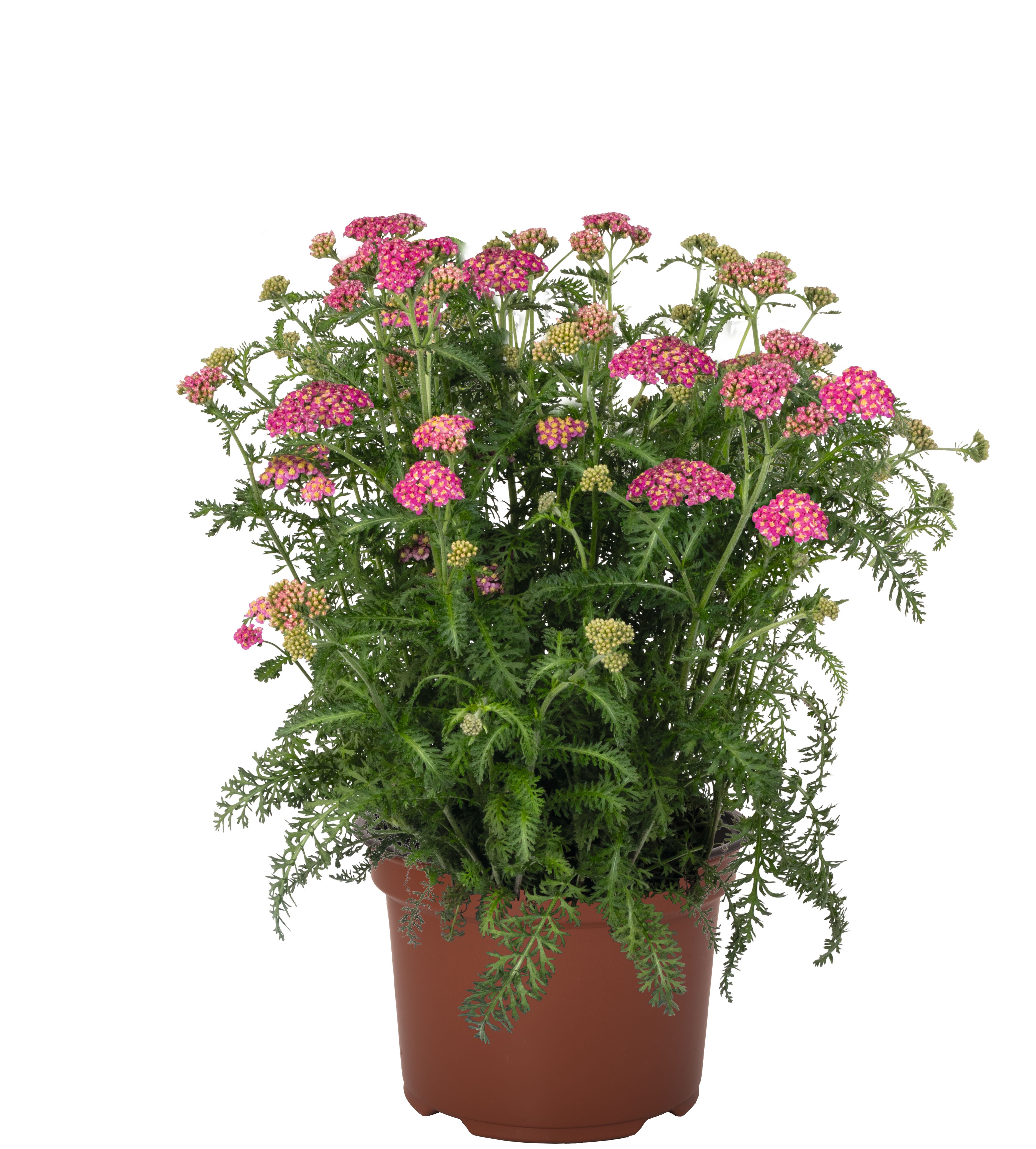 Achillea Skysail Bright Pink