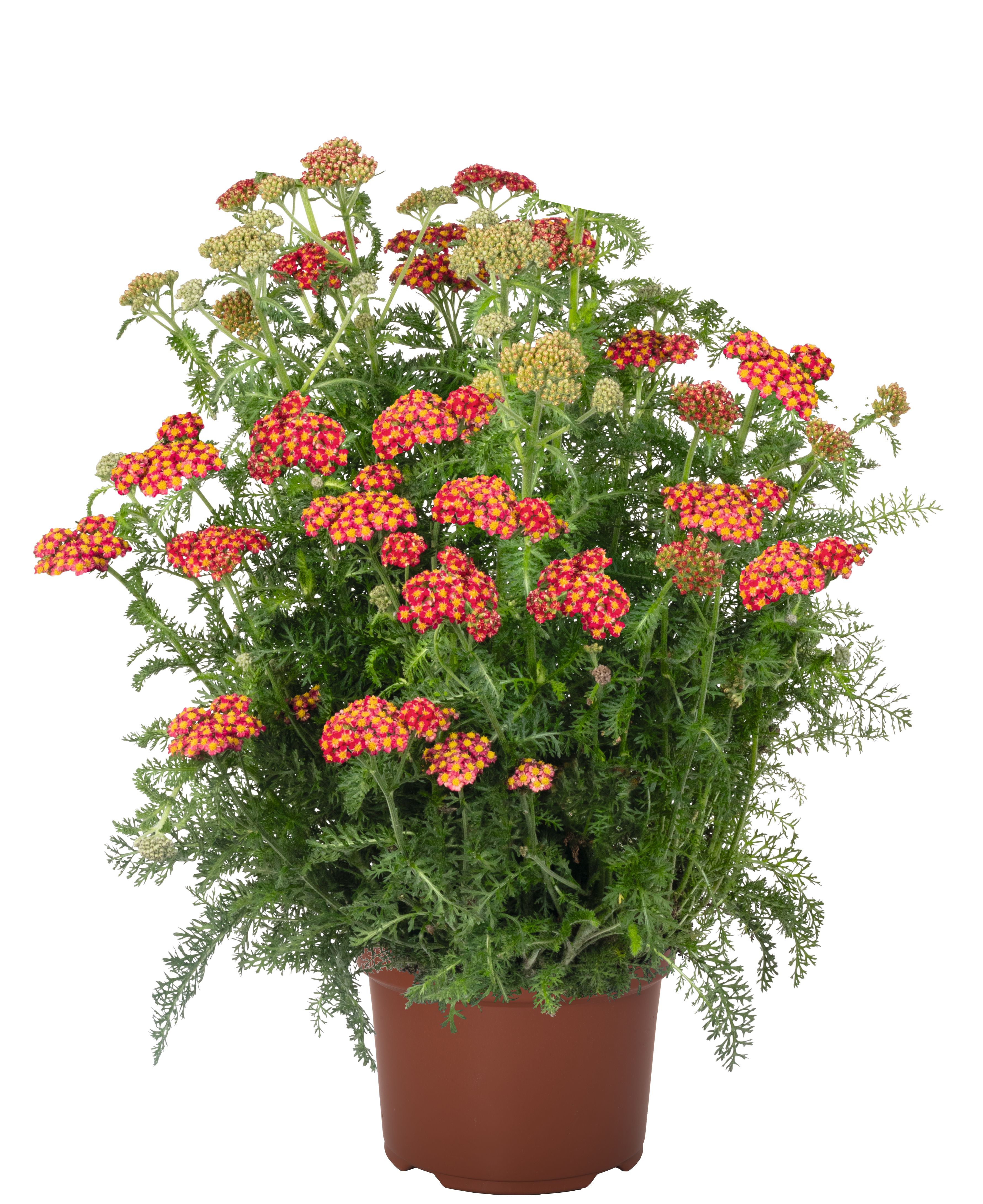 Achillea Skysail Fire