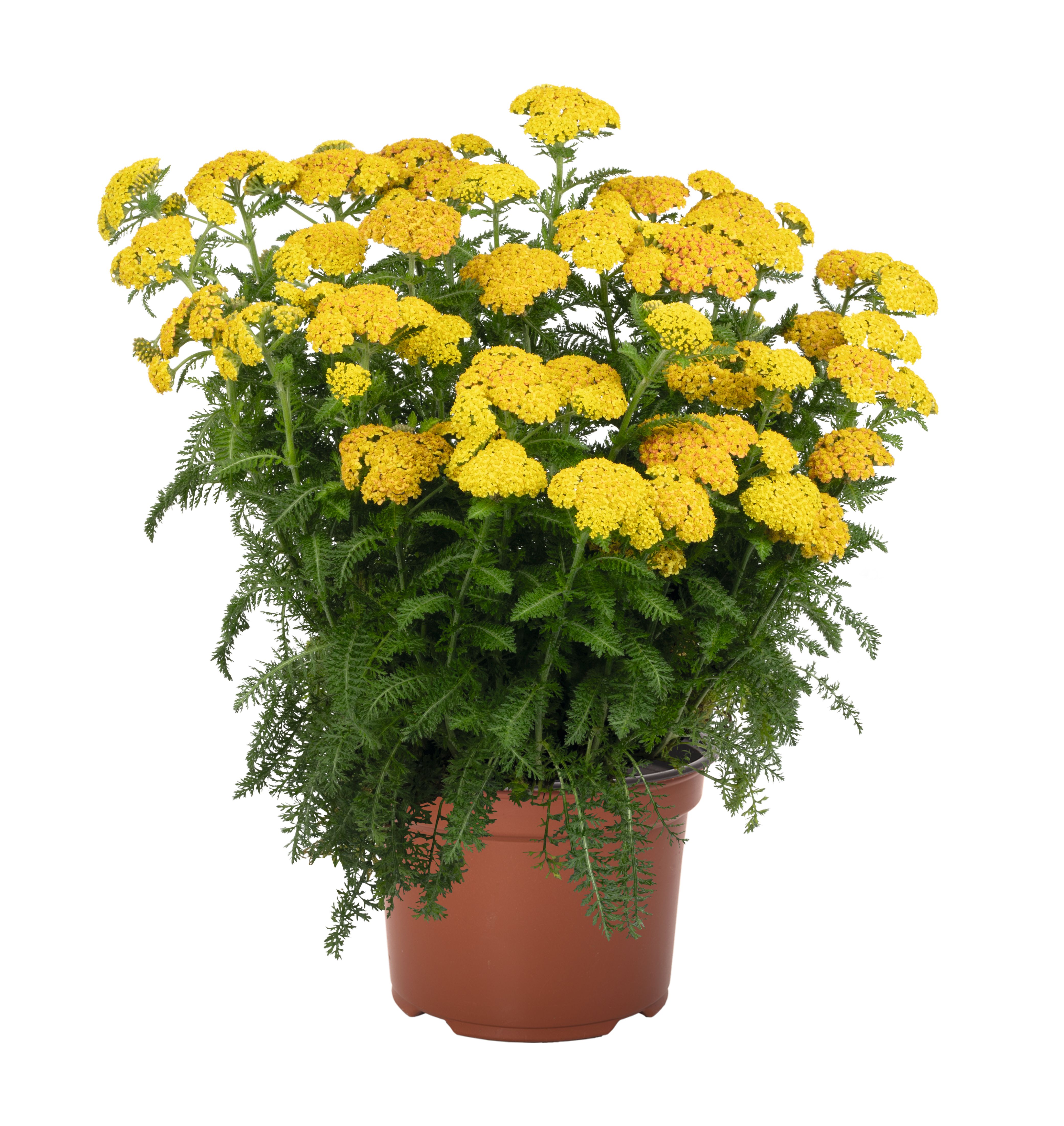 Achillea Skysail Yellow