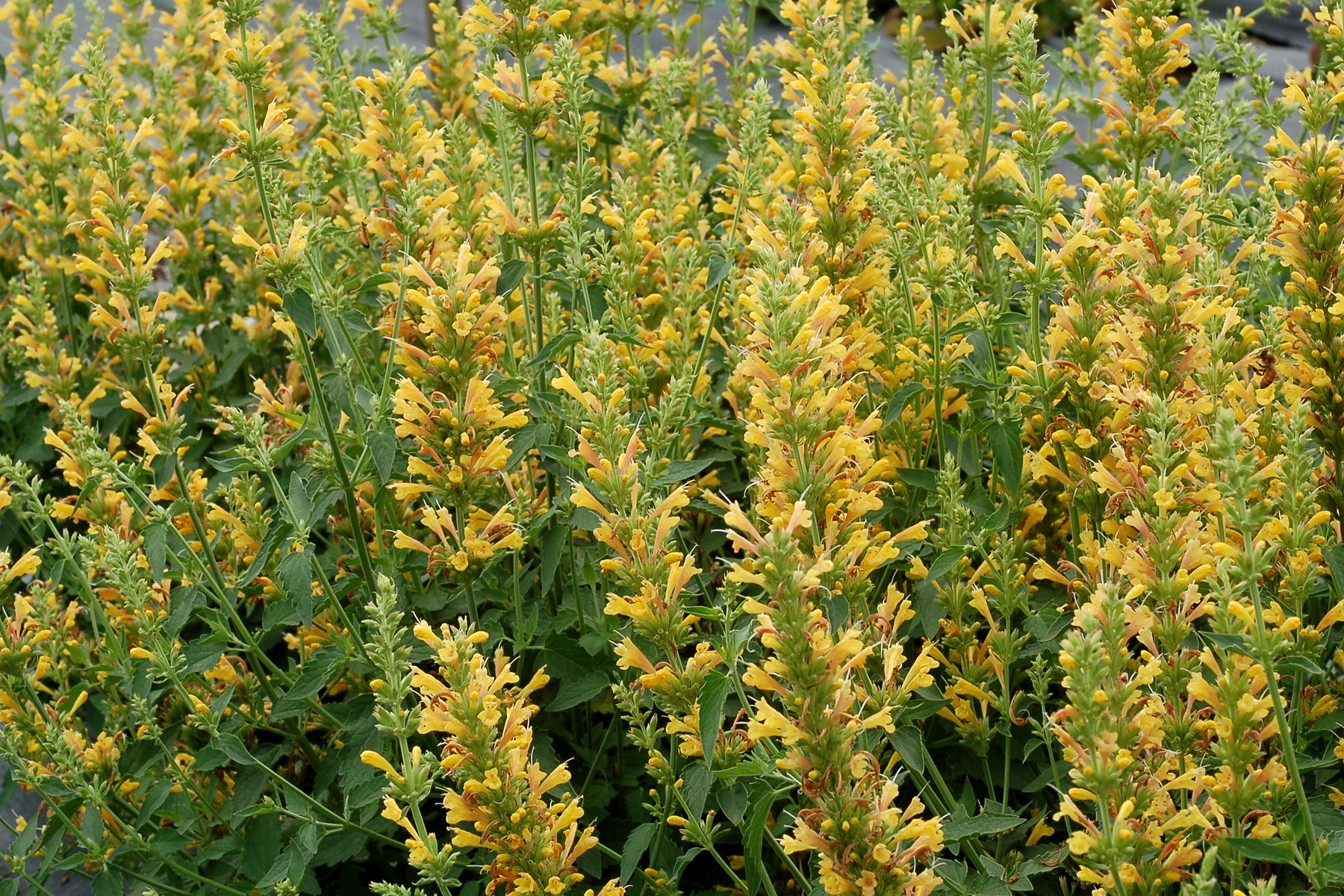 Agastache Kudos Yellow