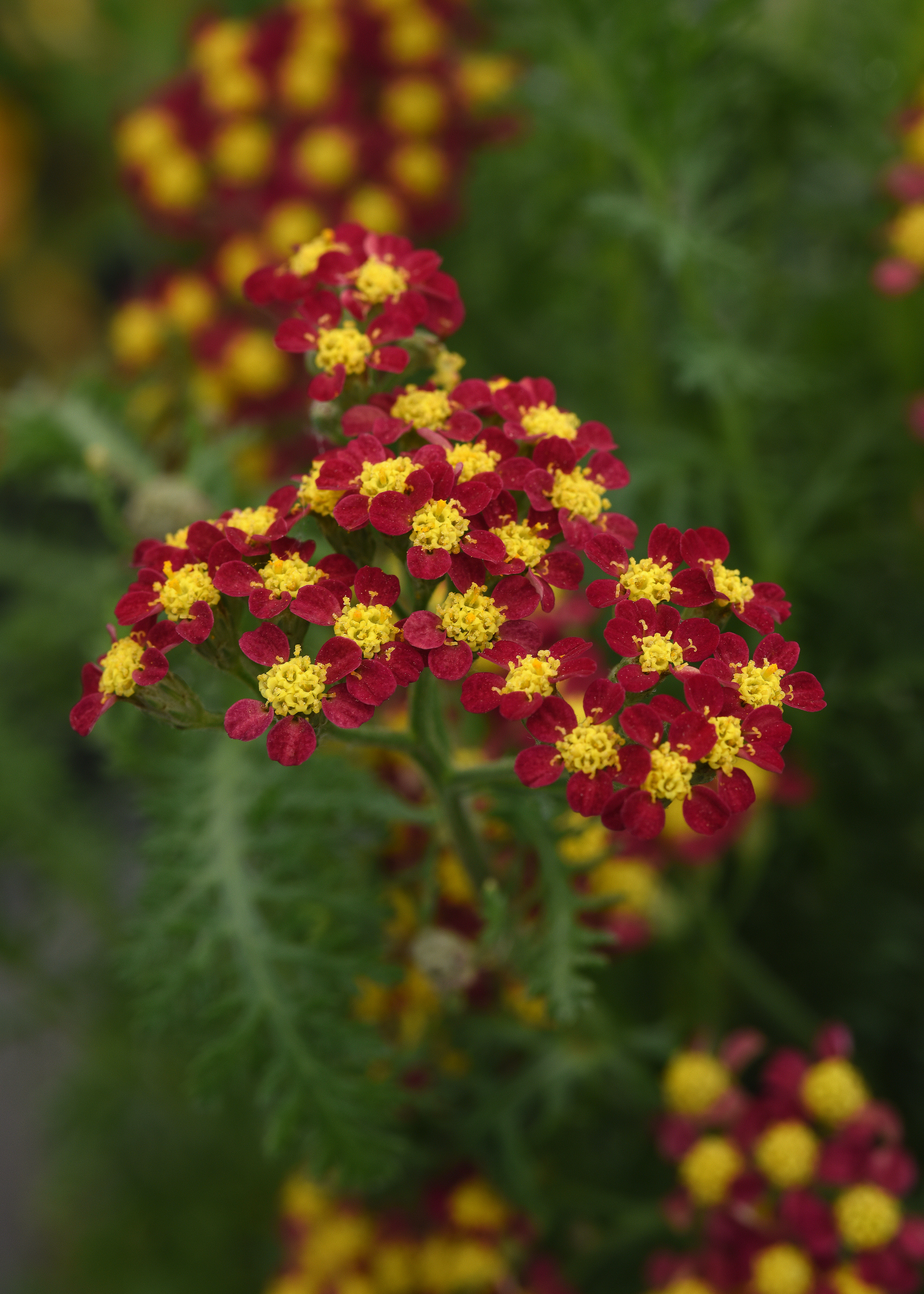 Achillea Milly Rock Red
