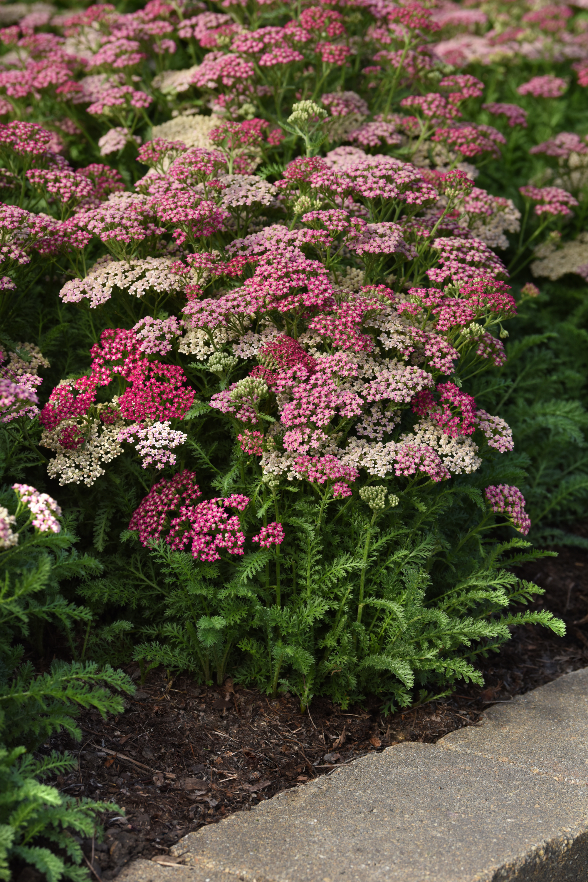 Achillea Milly Rock Rose