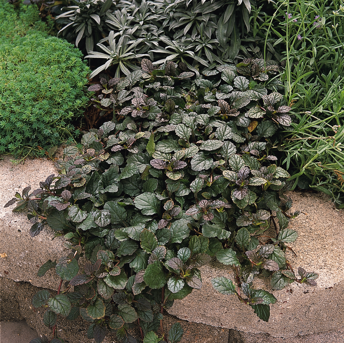 Ajuga Bronze Beauty