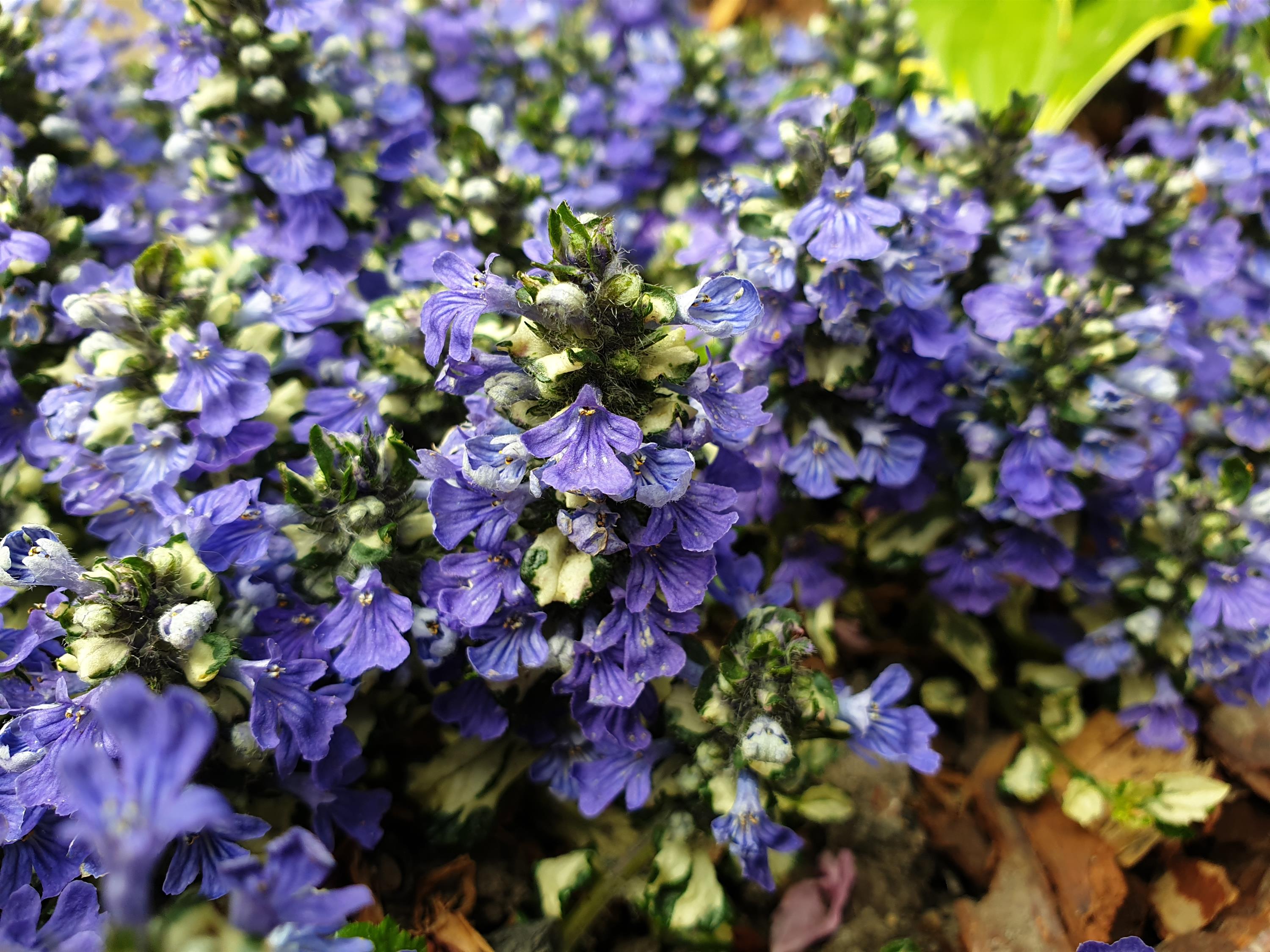 Ajuga Princess Leia