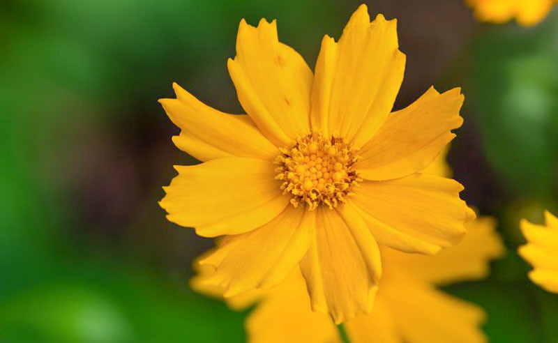 Coreopsis Nana