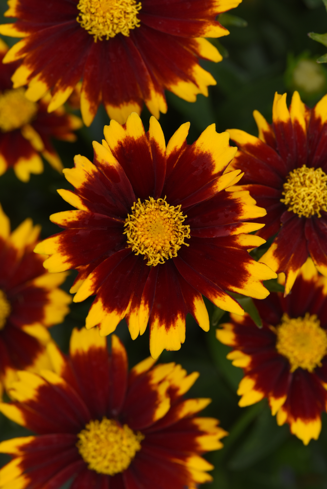 Coreopsis Uptick Red