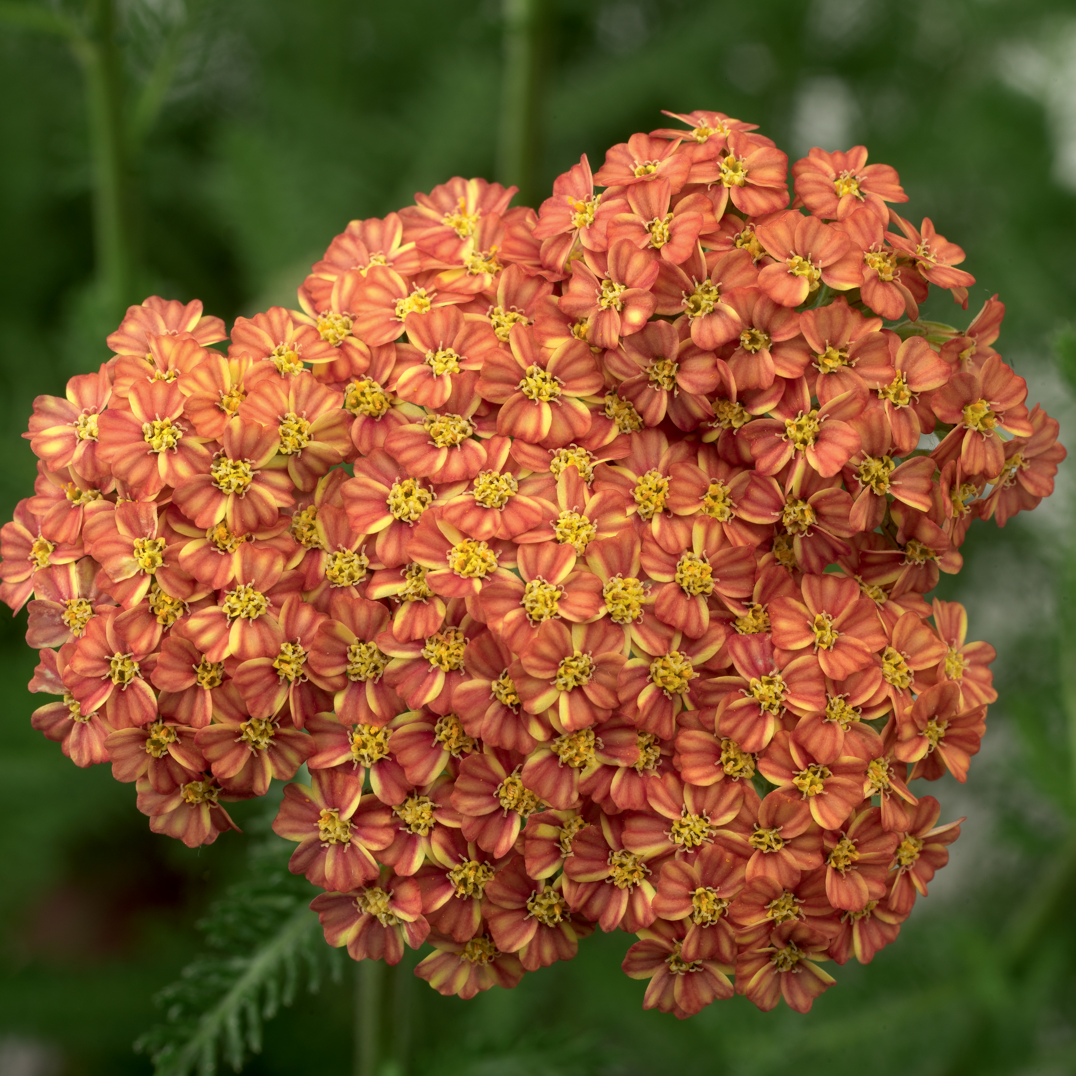 Achillea Terracotta