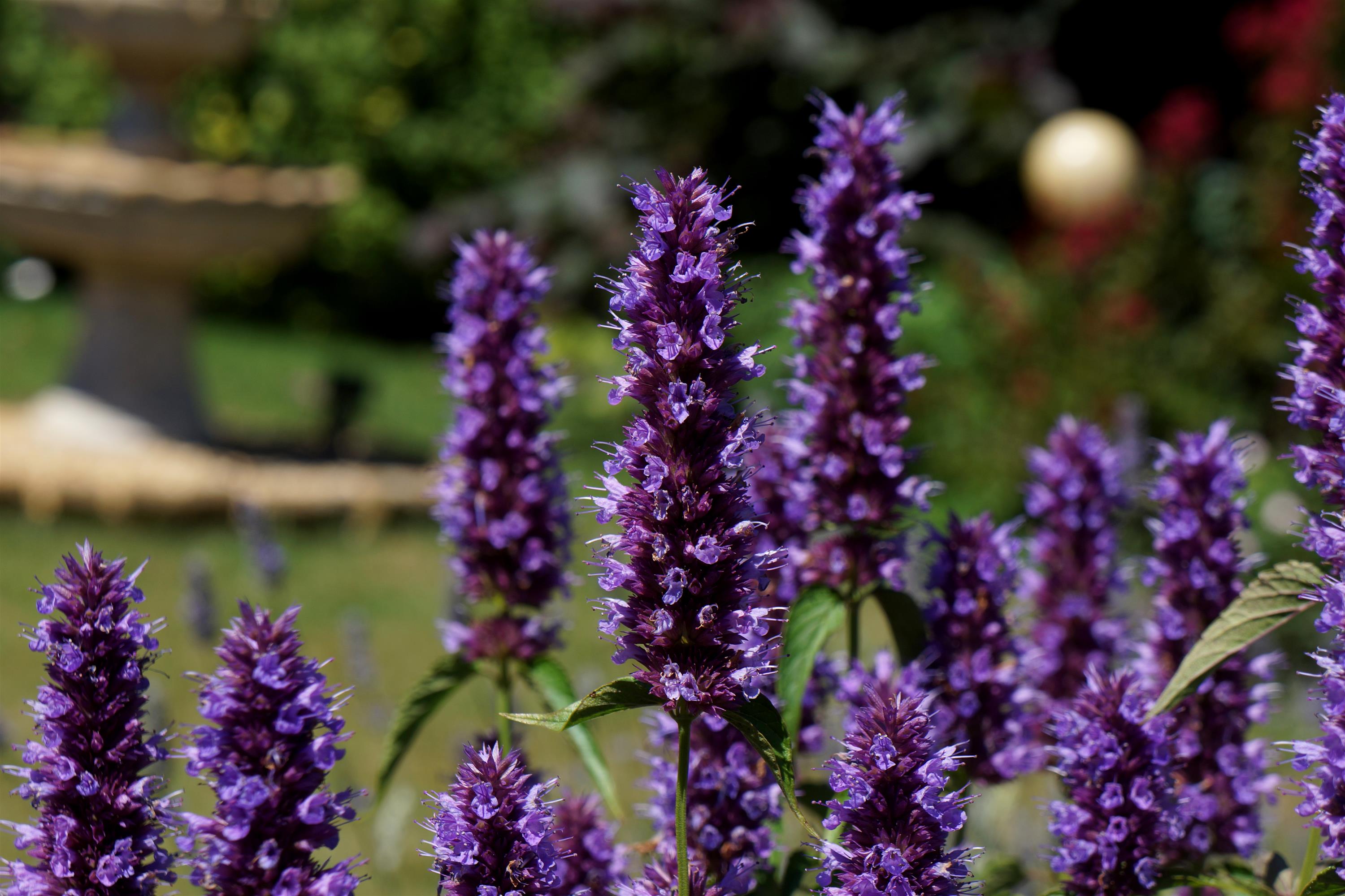 Agastache Beelicious Purple