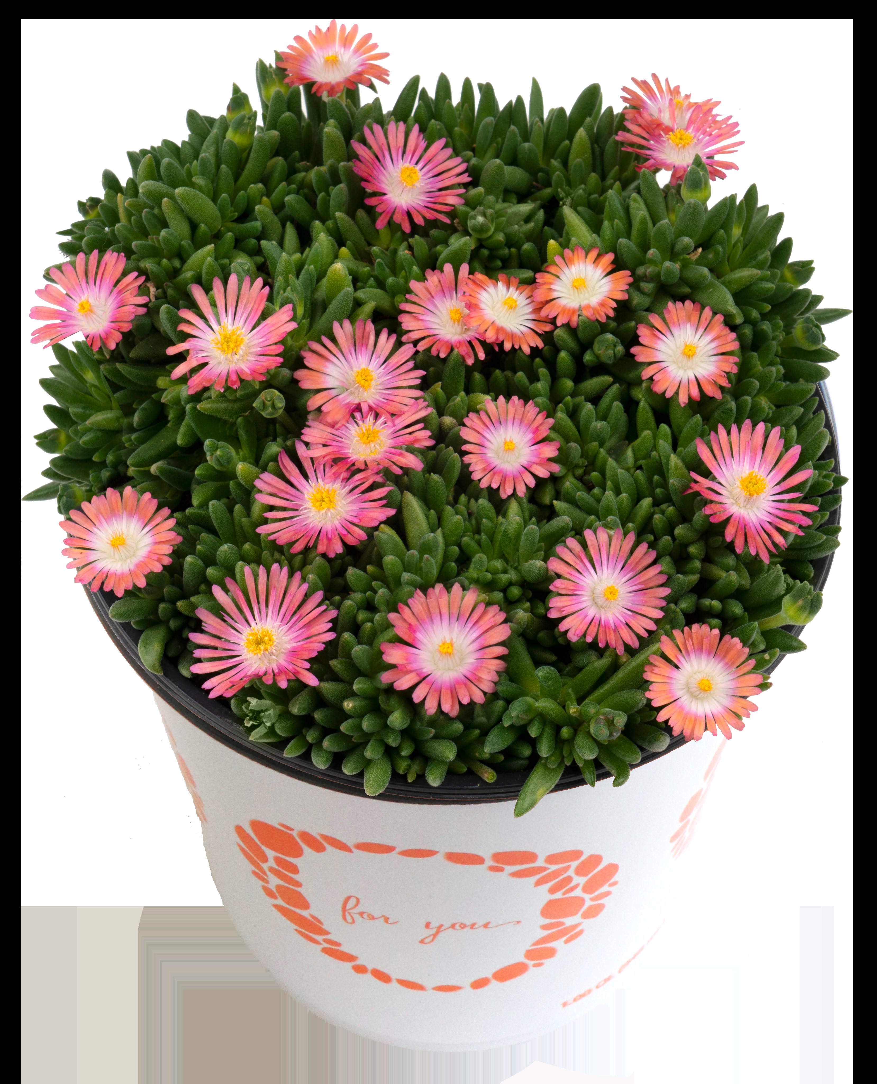 Delosperma Rock Crystal Pink