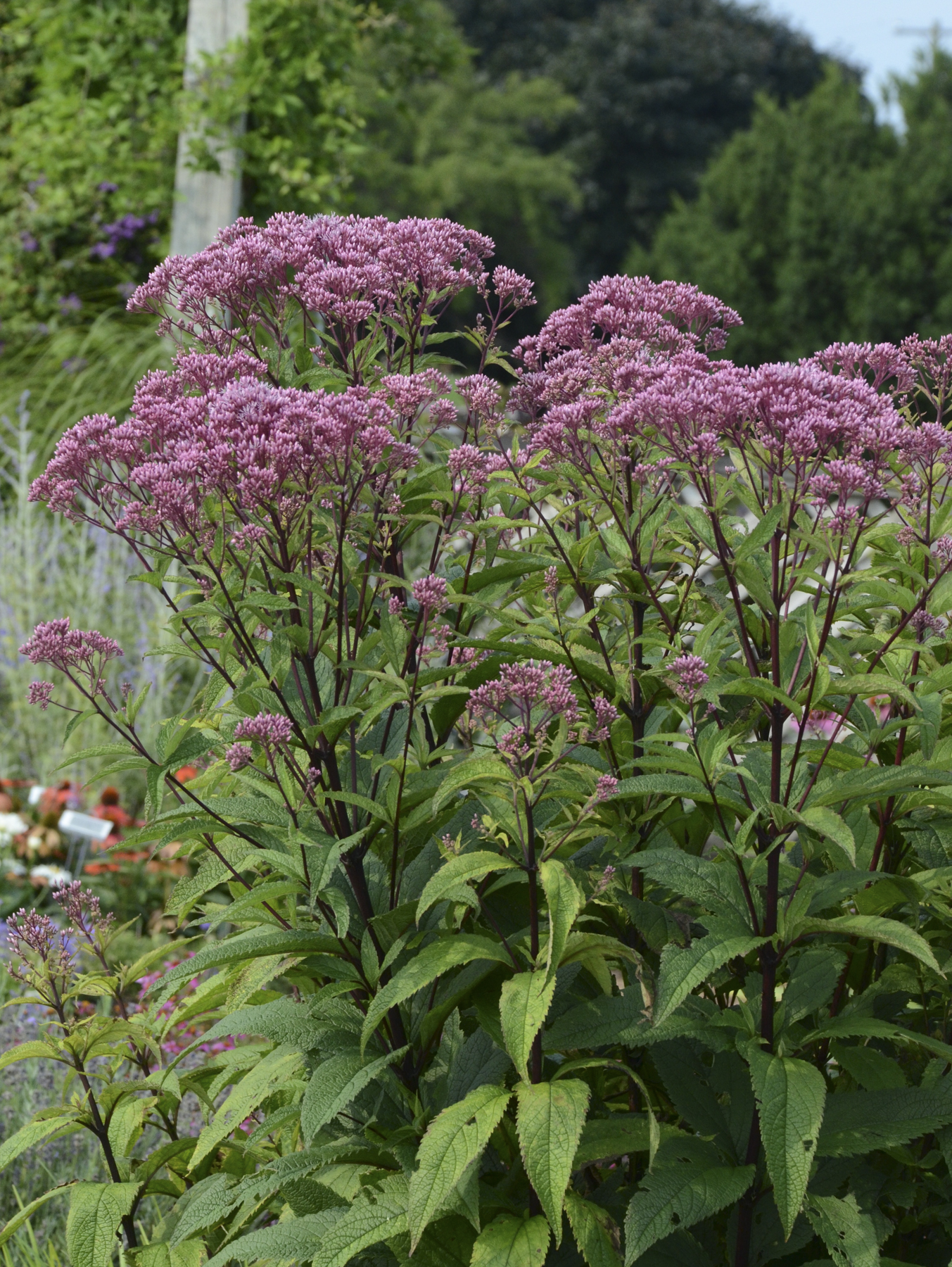 Eupatorium Baby Joe