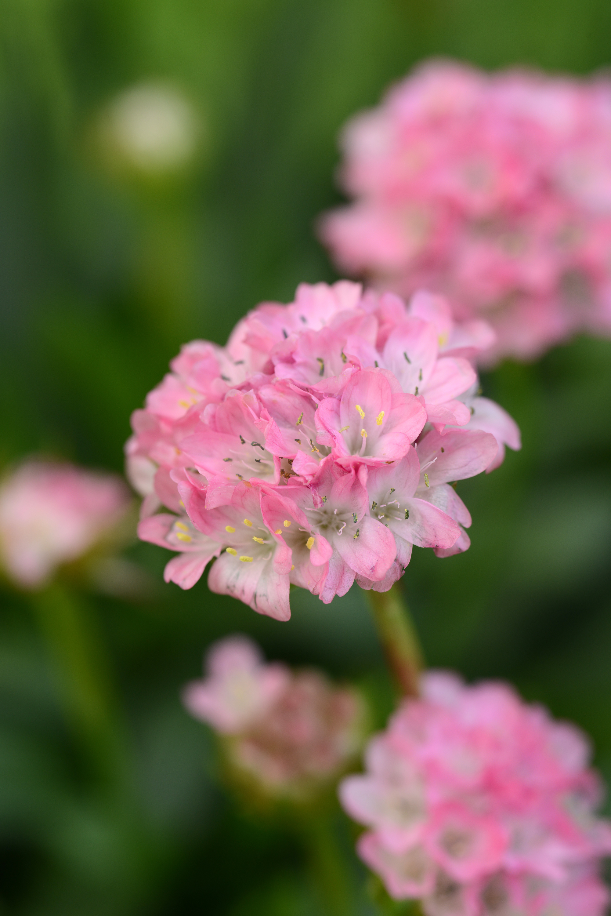 Armeria Dreameria Daydream