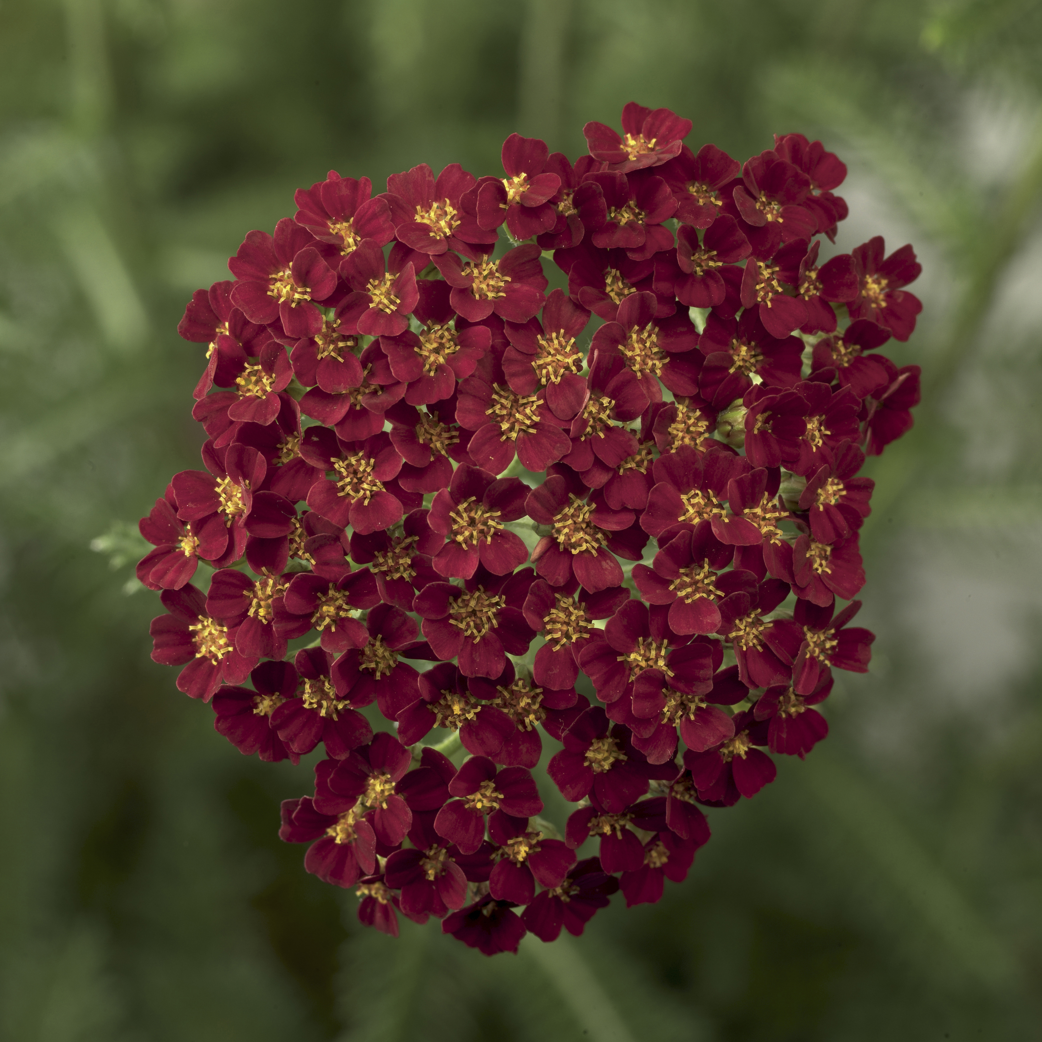 Achillea Desert Eve Red