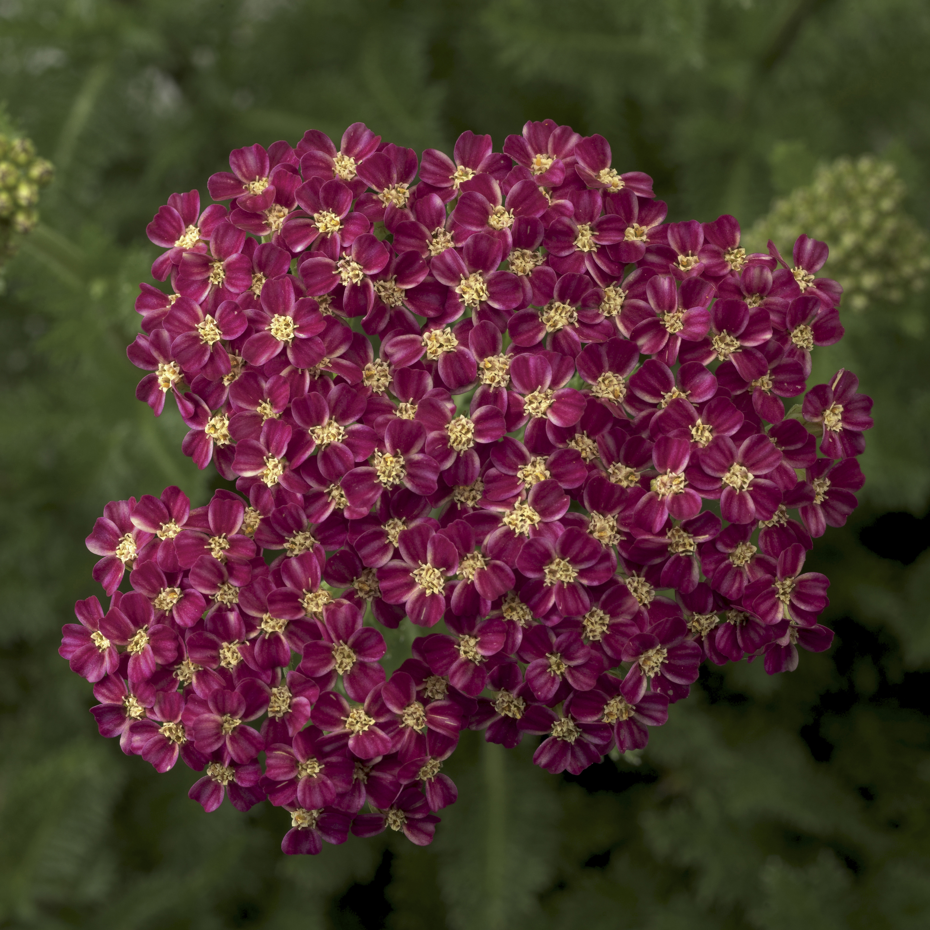 Achillea Desert Eve Deep Rose