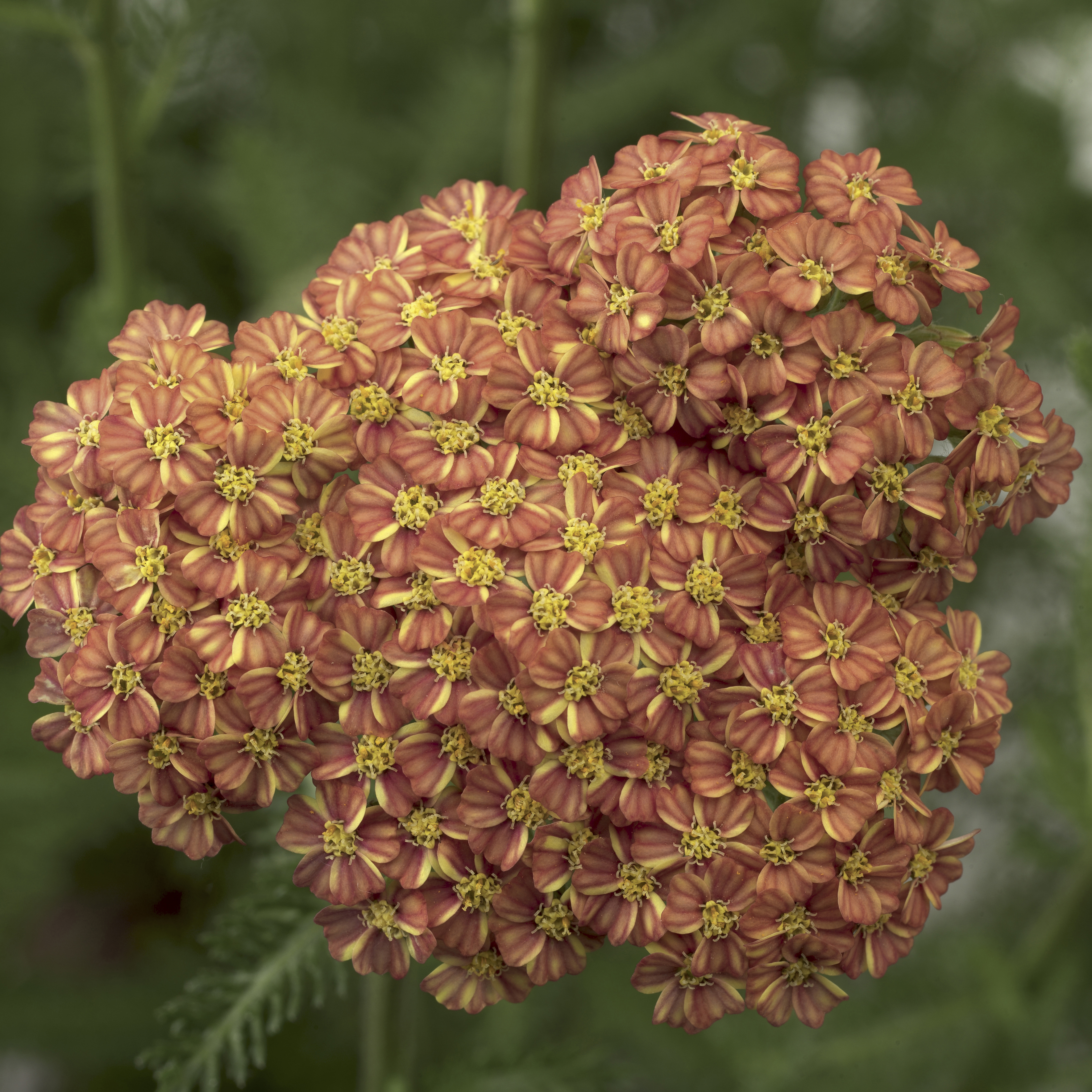 Achillea Desert Eve Terracotta