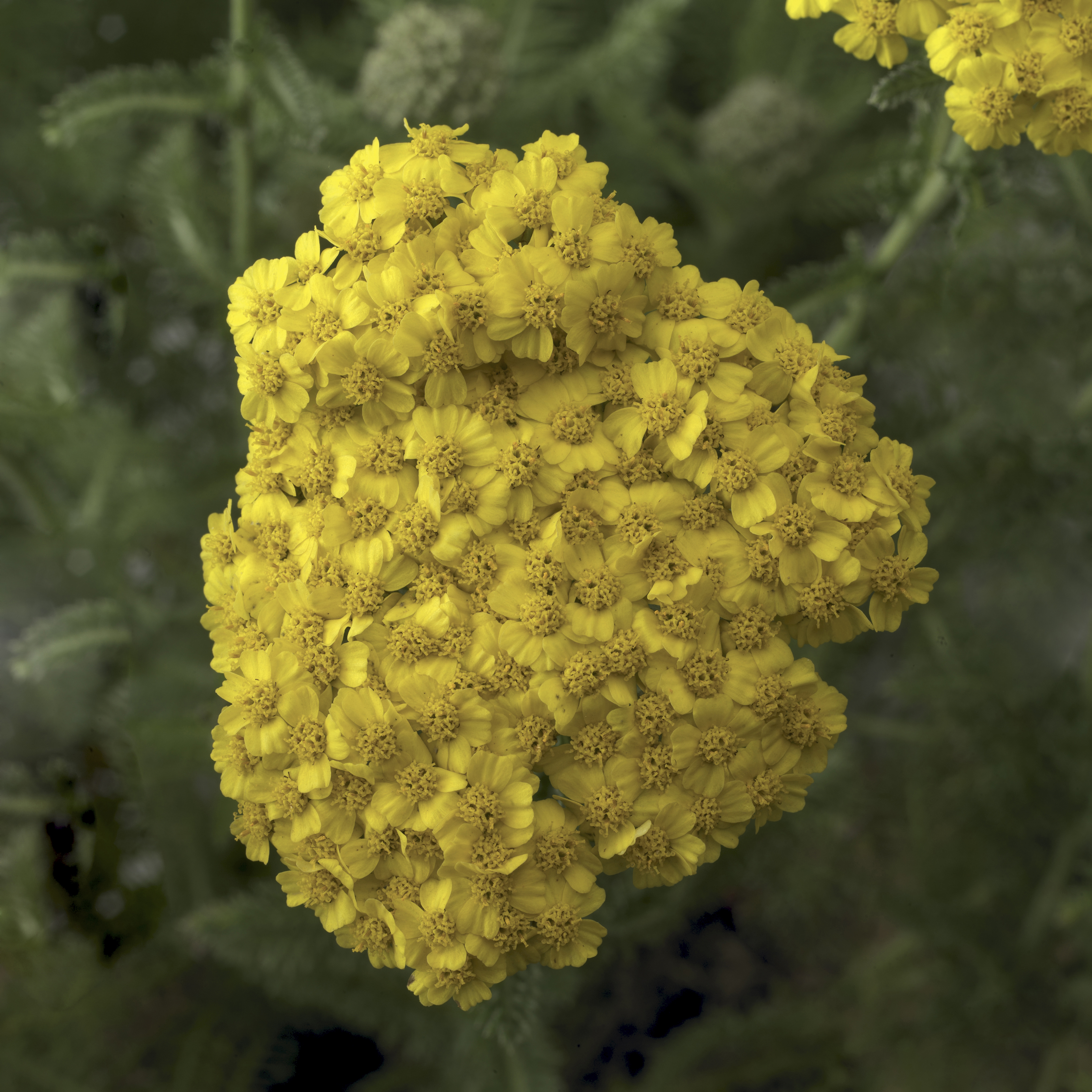 Achillea Desert Eve Yellow