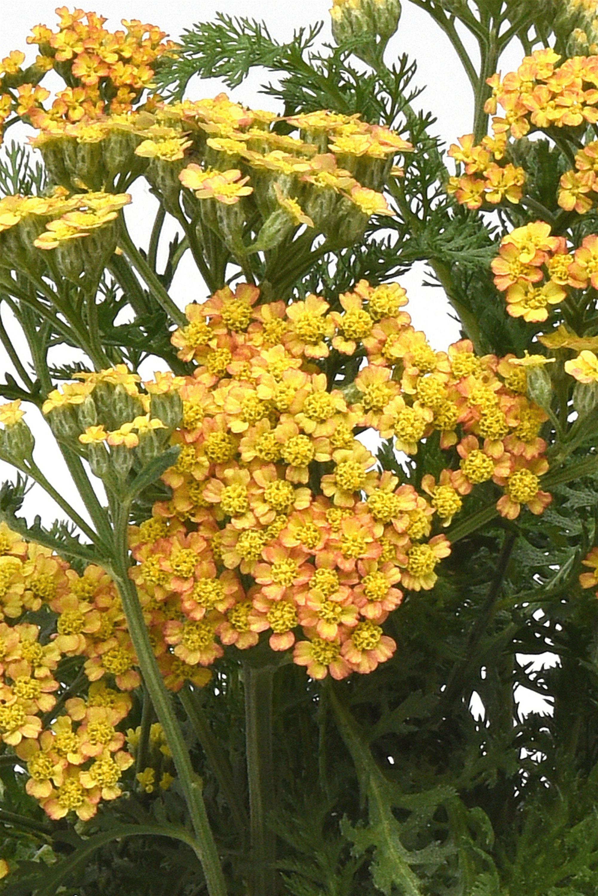 Achillea Milly Rock Yellow Terracotta
