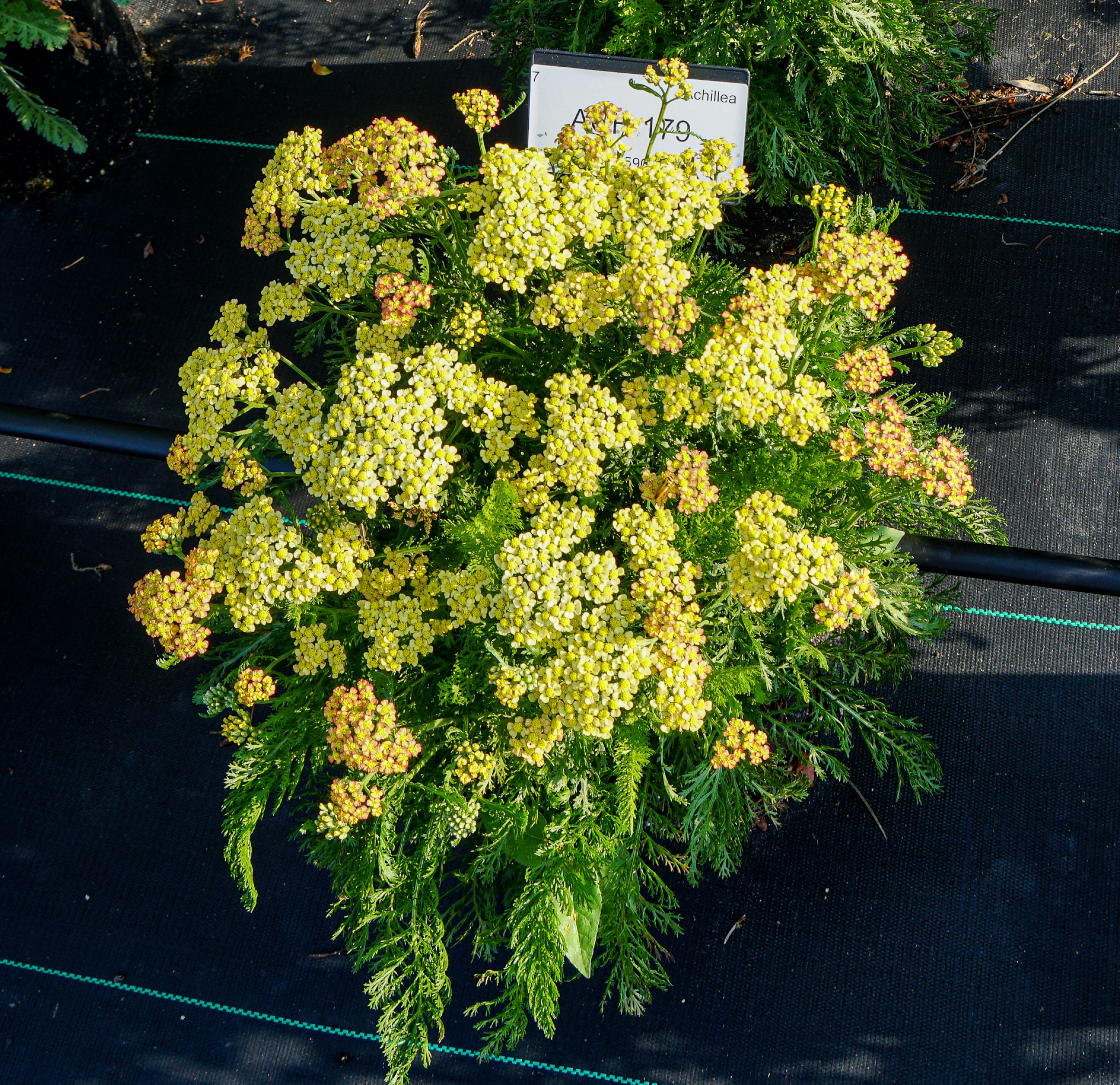 Achillea Milly Rock Yellow