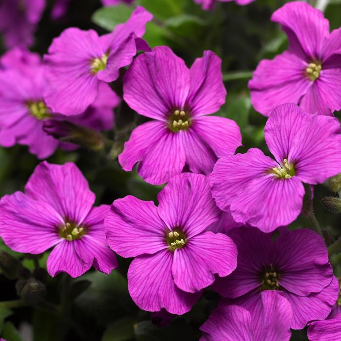 Aubrieta Axcent Antique Rose