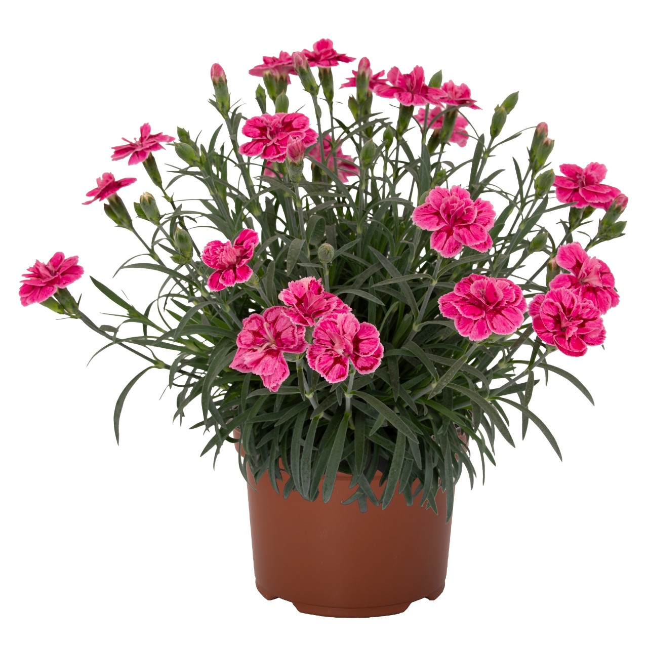 Dianthus Berry Eyes Strawberry Eyes