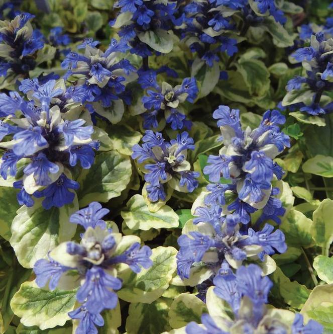 Ajuga Golden Glow