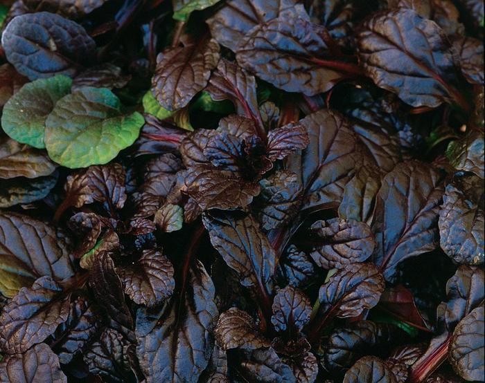 Ajuga Mahogany