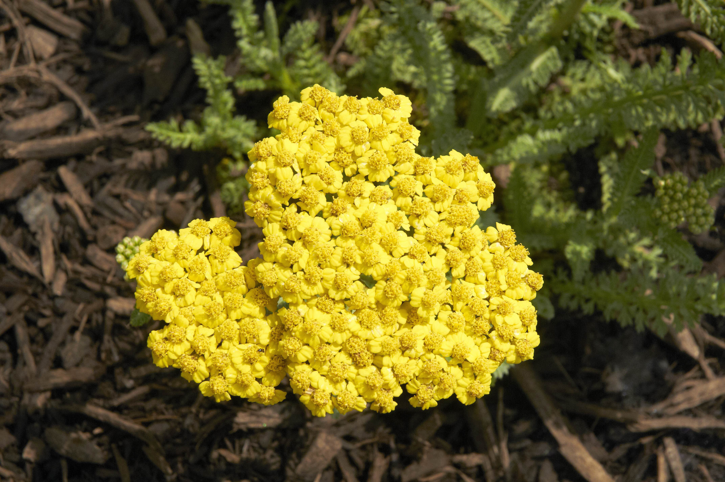 Achillea Moonshine
