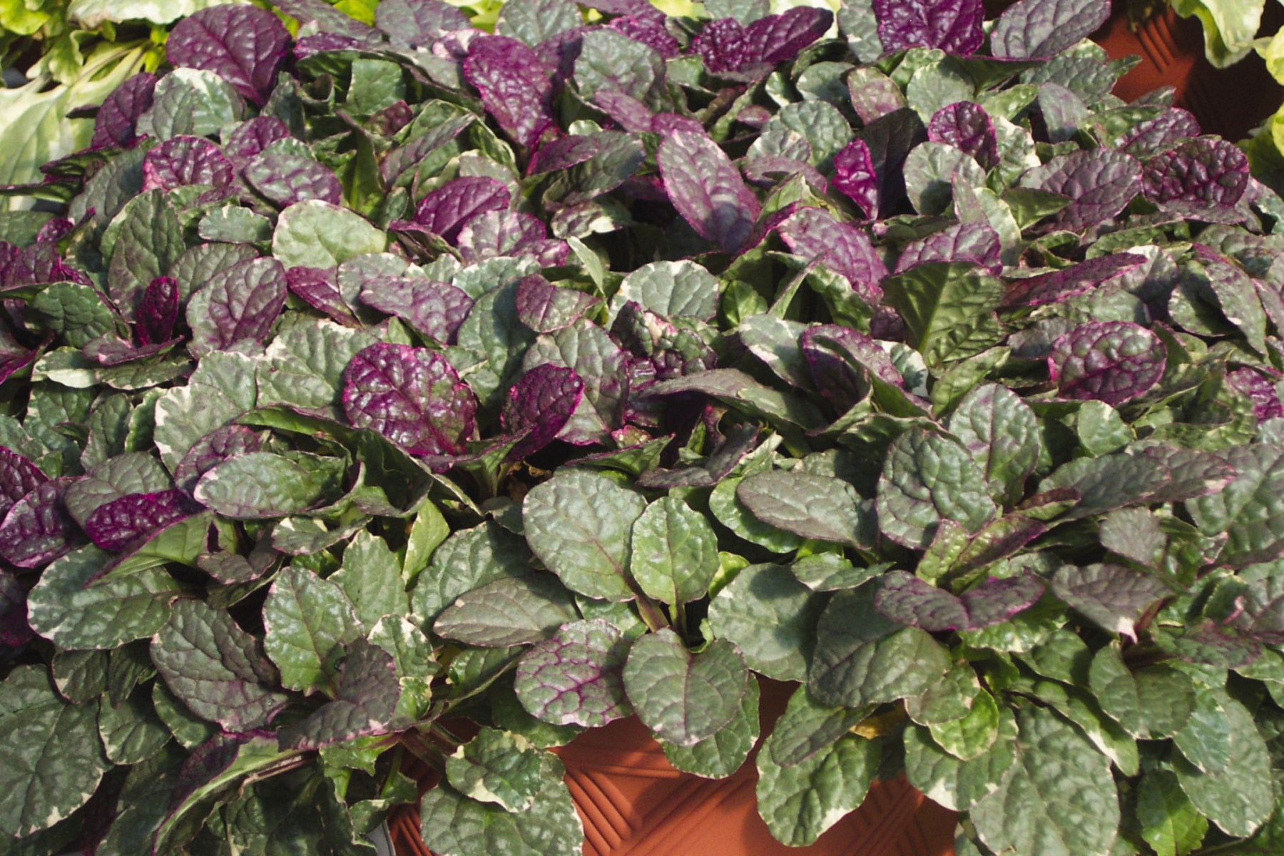 Ajuga Burgundy Glow