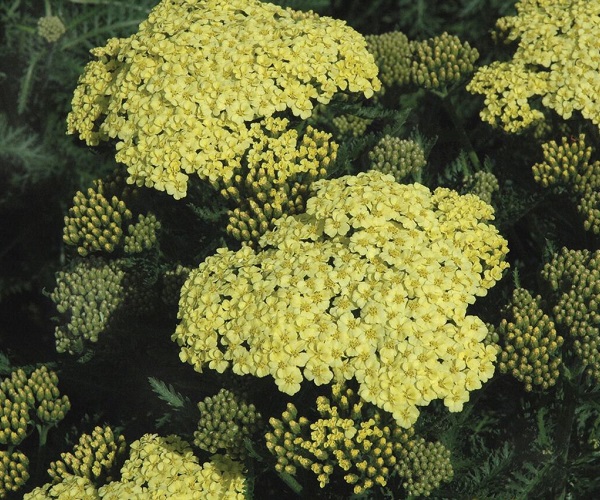 Achillea Seduction Sunny
