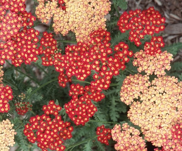 Achillea Seduction Strawberry