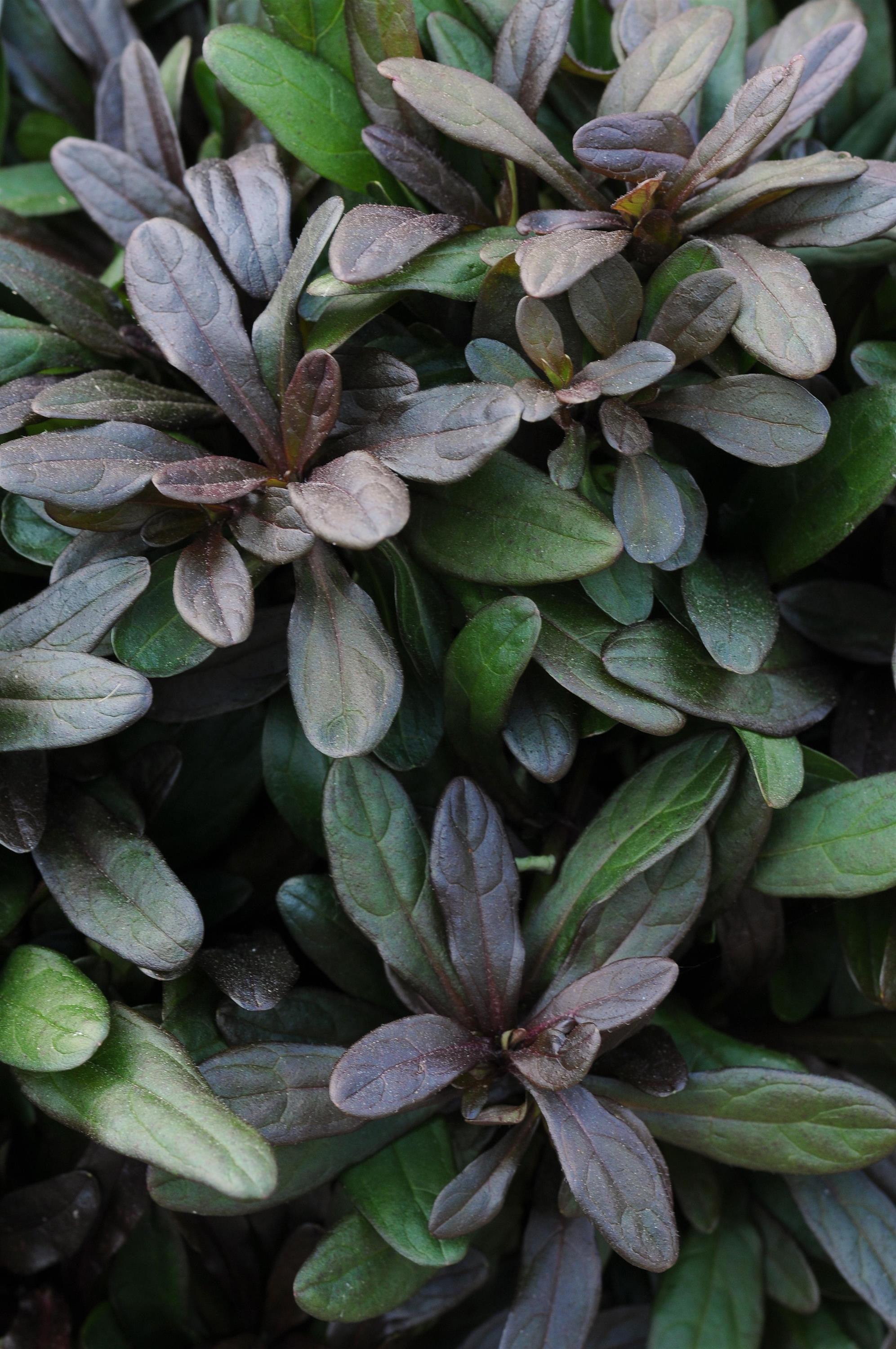 Ajuga Chocolate Chip