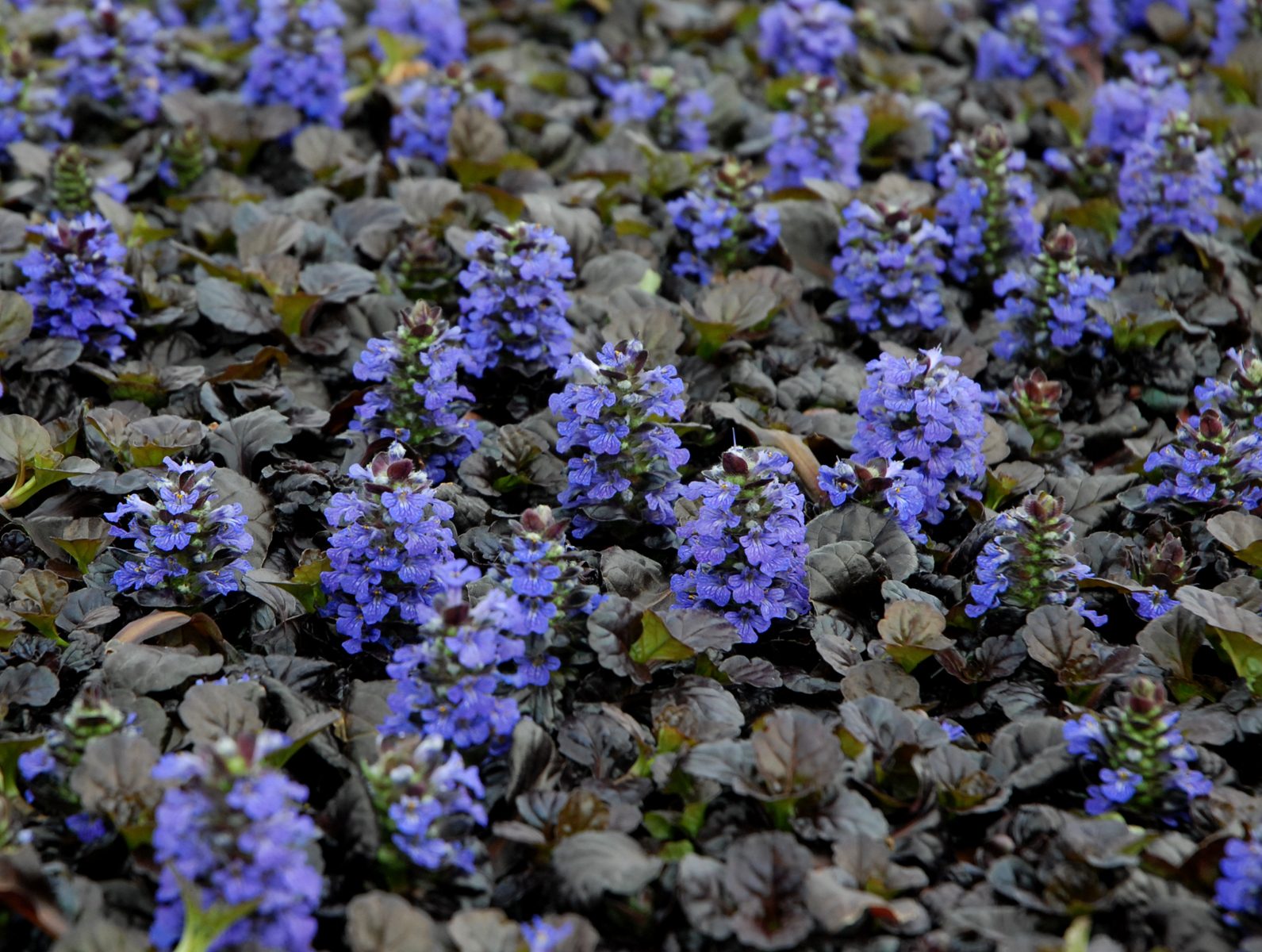 Ajuga Black Scallop