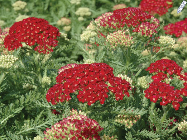 Achillea Pomegranate