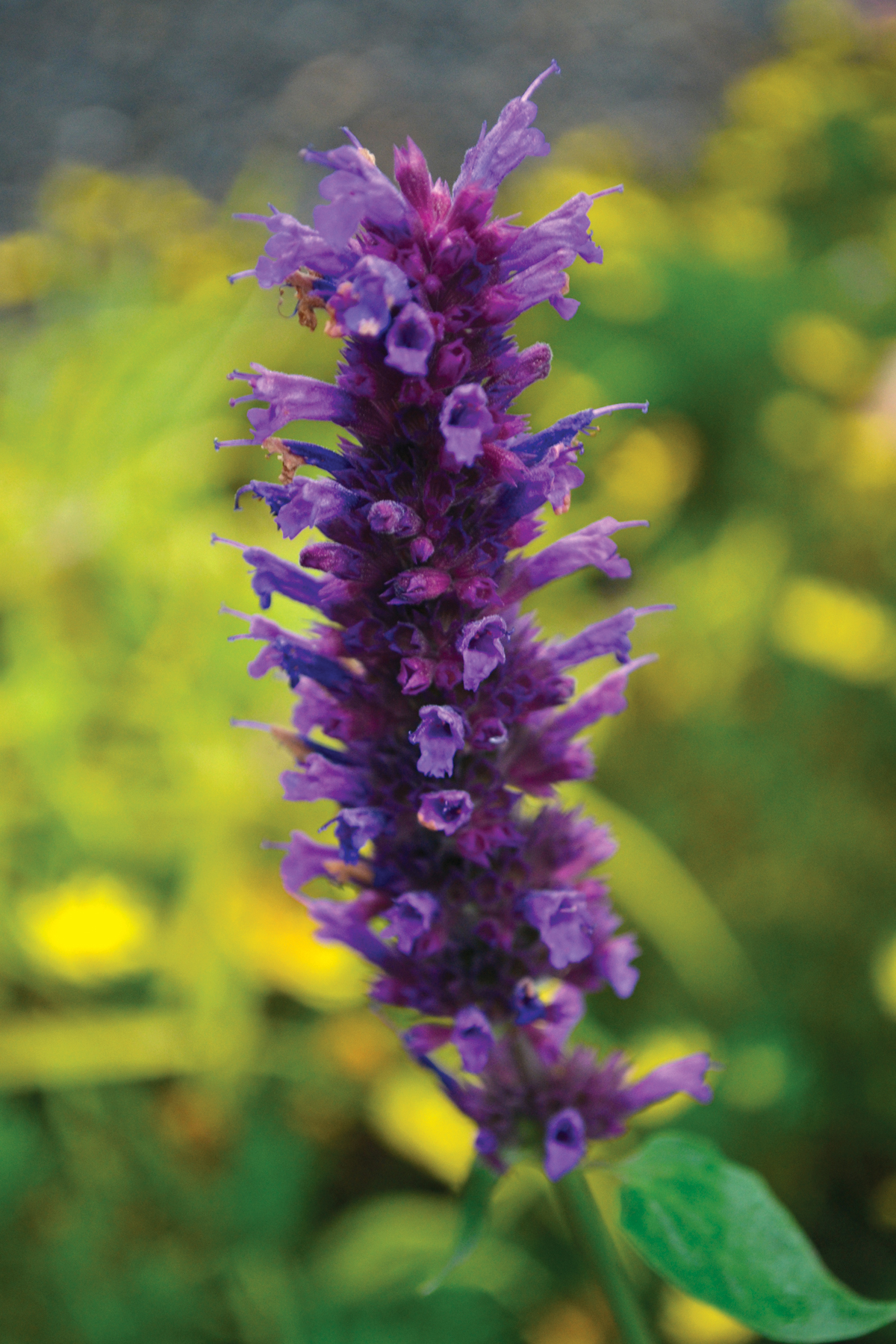 Agastache Blue Boa