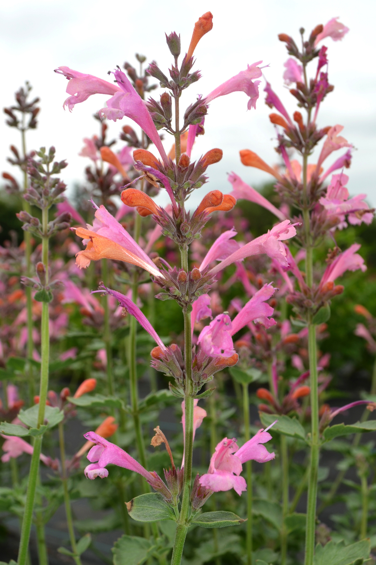 Agastache Kudos Ambrosia