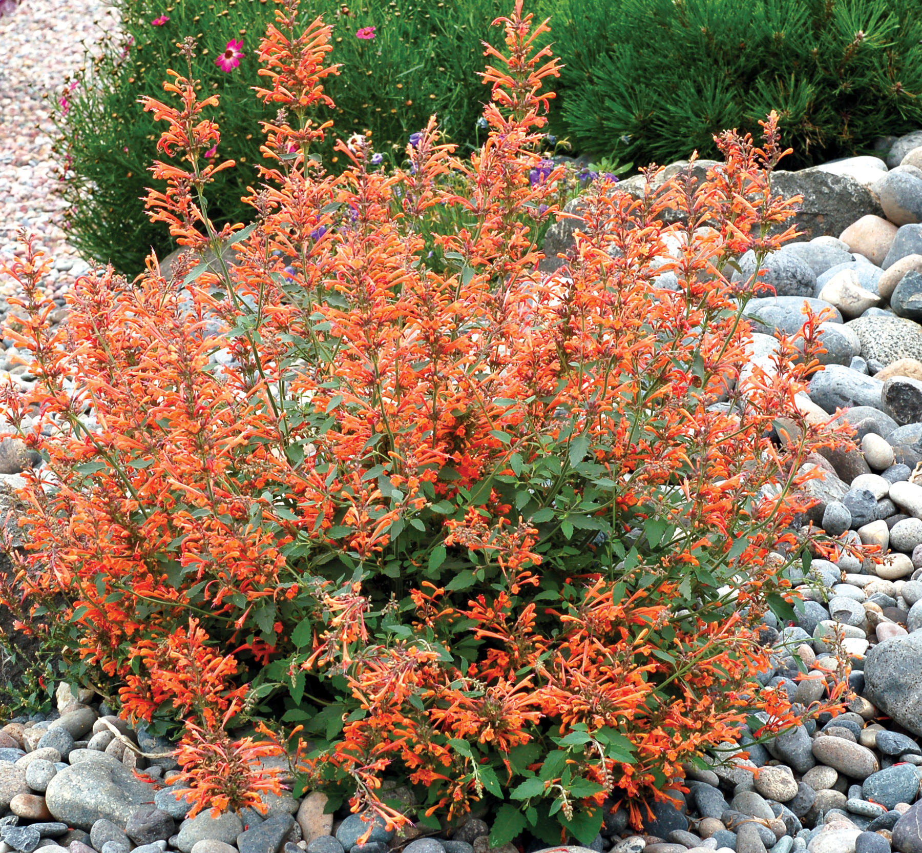 Agastache Kudos Mandarin