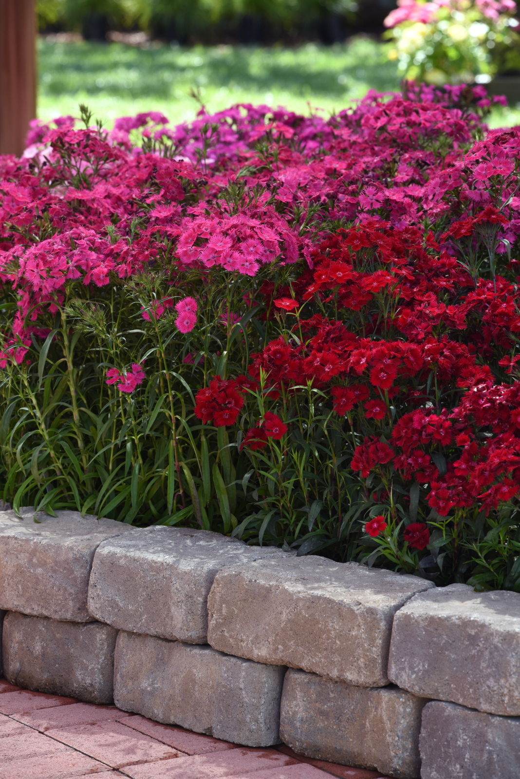 Dianthus Rockin' Red