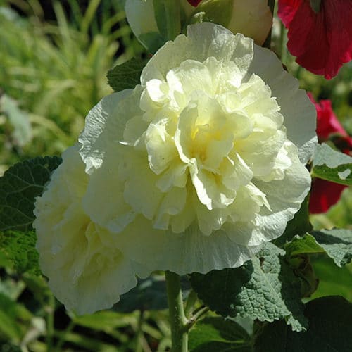 Alcea Chaters Double Banana