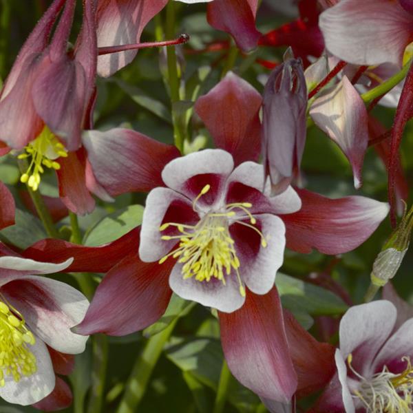 Aquilegia Kirigami Red & White