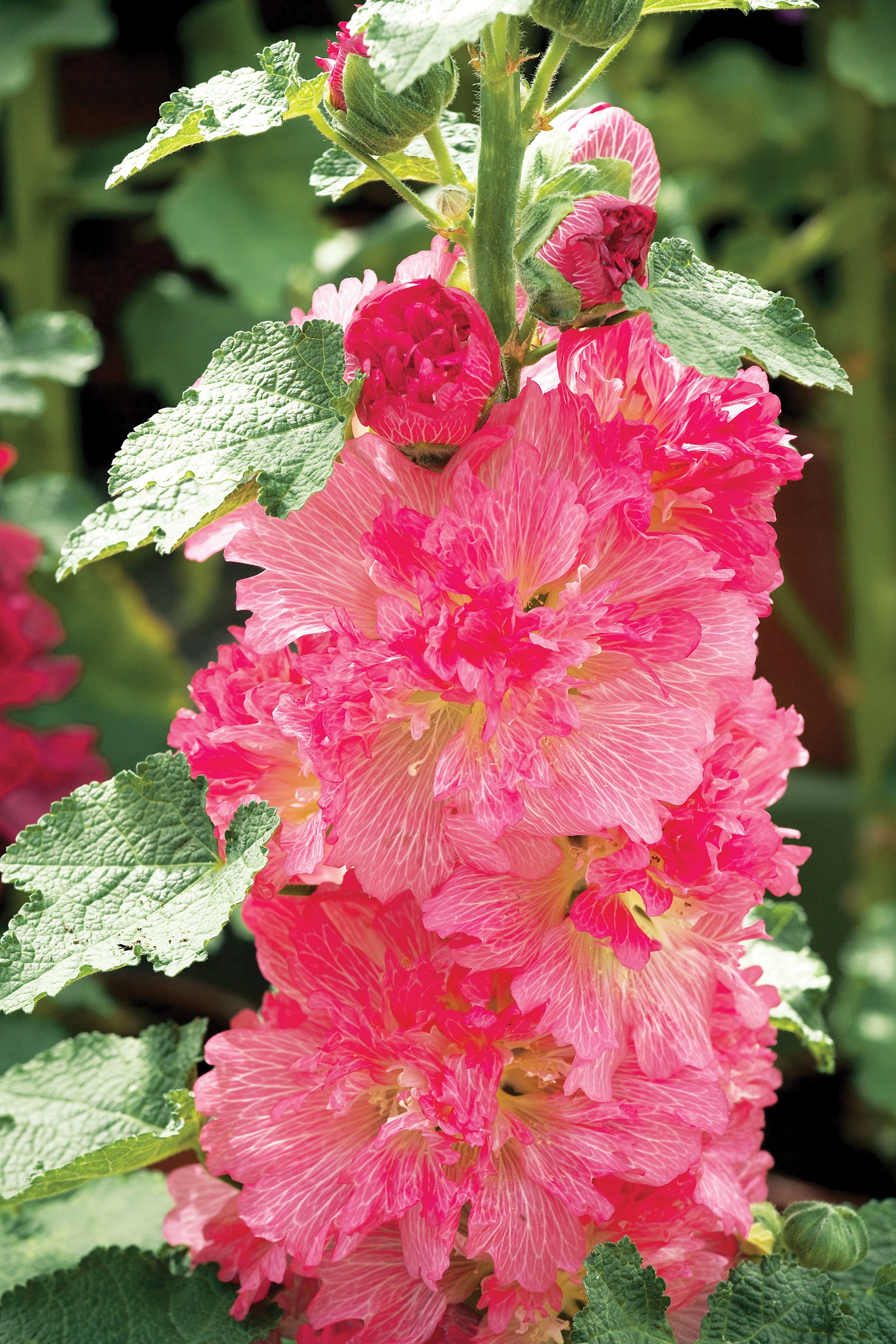 Alcea Spring Celebrities Carmine Rose