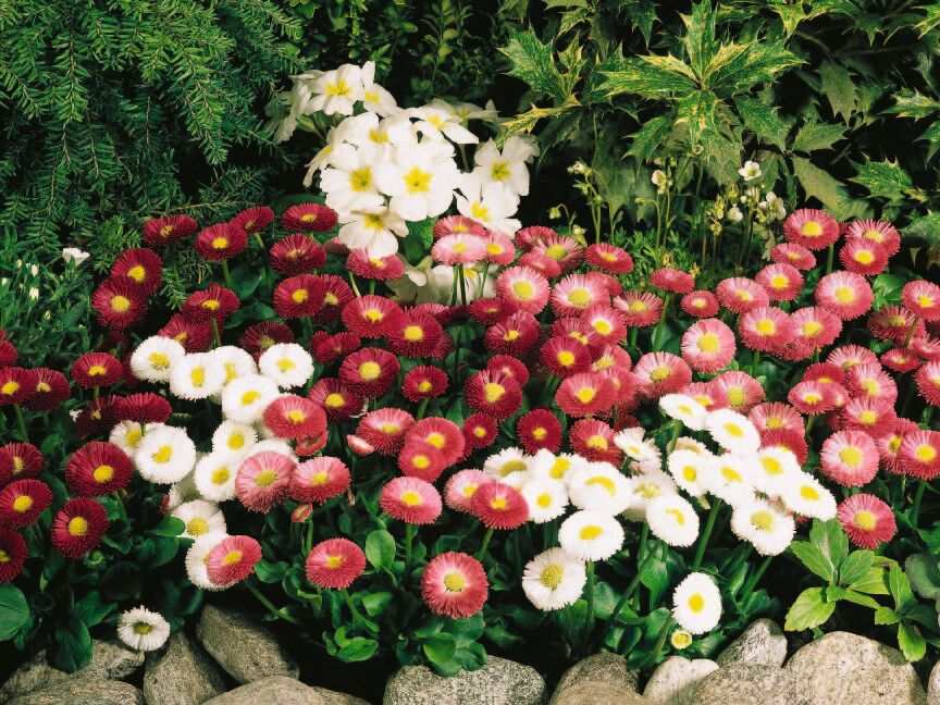 Bellis Speedstar Plus Mix